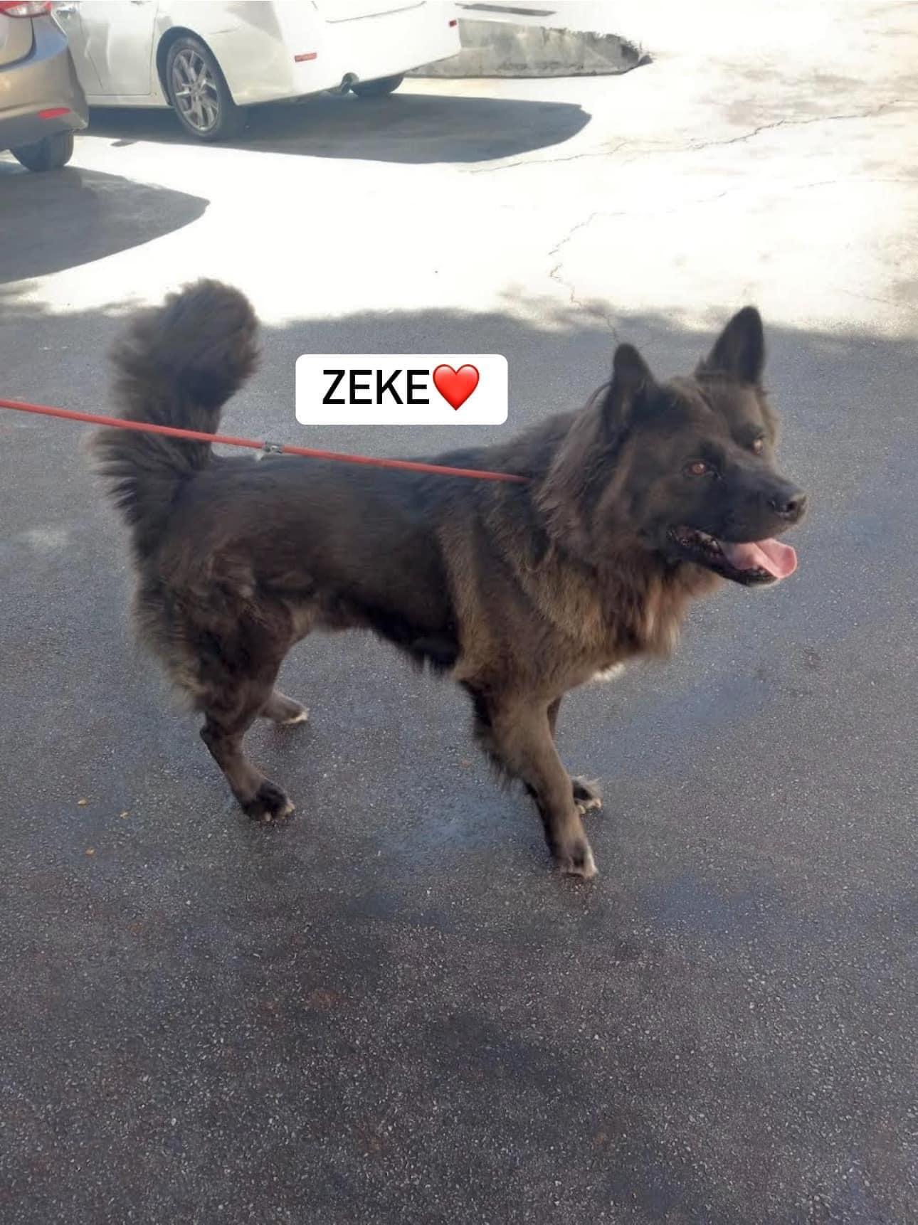 Zeke, a Adoptable mixed breed in Marina del Rey, CA image 2/4