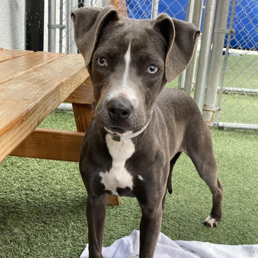 Lilac, Adoptable, Young Female Labrador Retriever.