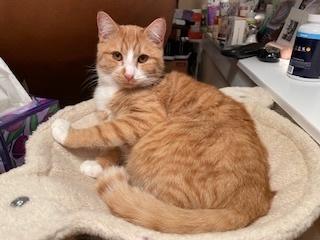 Enlarge Ritz, a Adoptable mixed breed in Bend, OR image 1/1