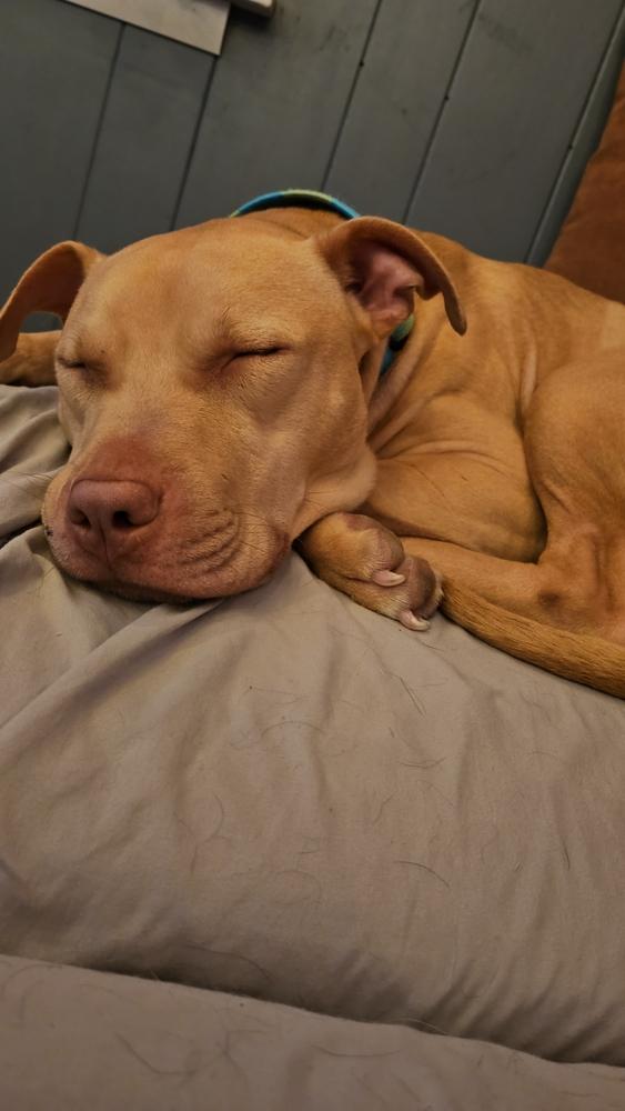 Gecko — thumbnail 2