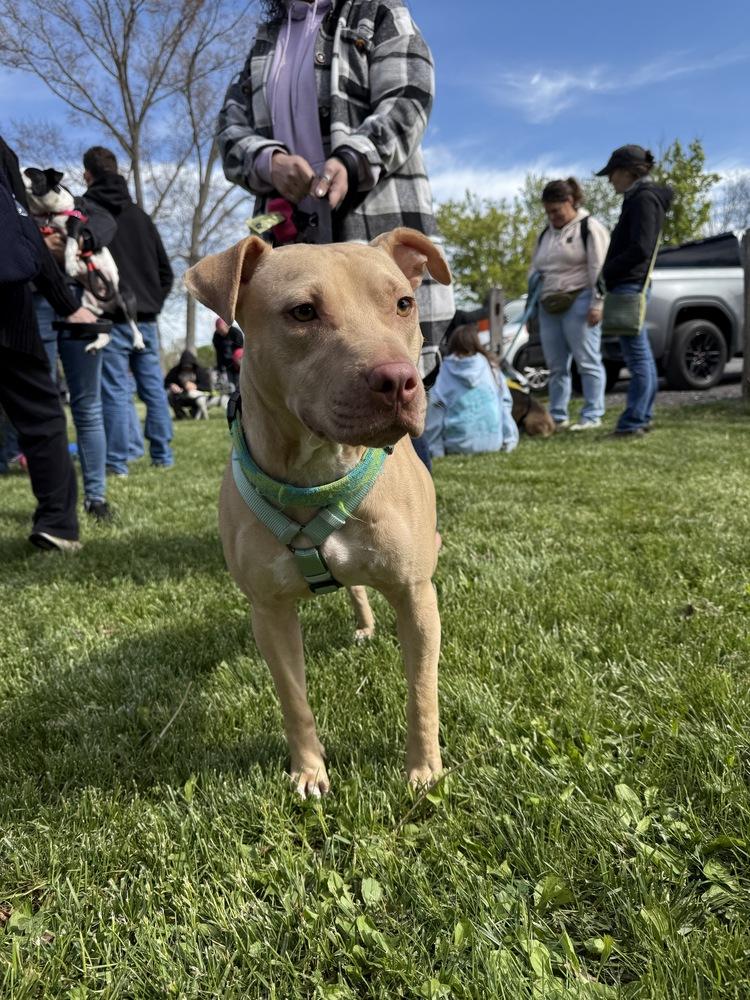 Gecko, Adoptable, Adult Male Pit Bull Terrier.