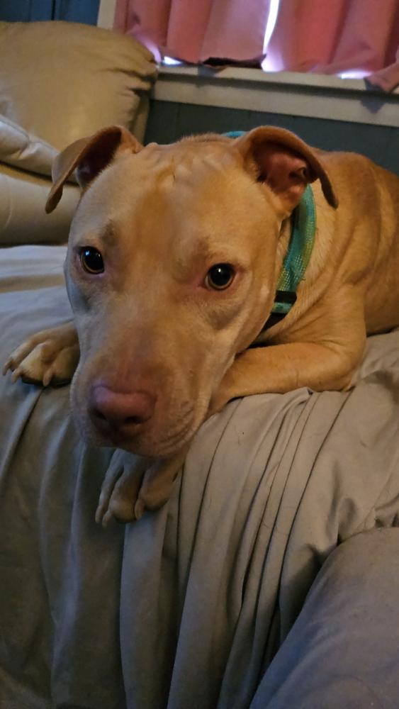 Gecko — thumbnail 3