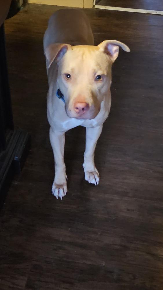 Gecko — thumbnail 4