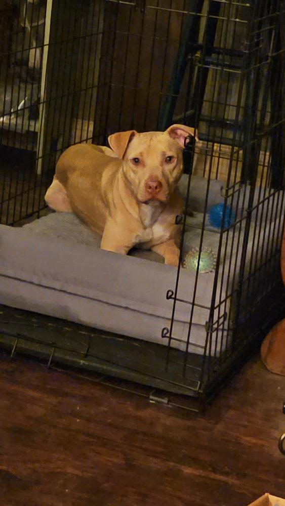 Gecko — thumbnail 5