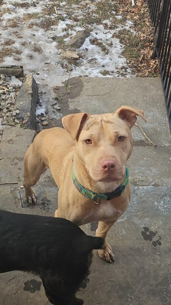 Gecko — thumbnail 6