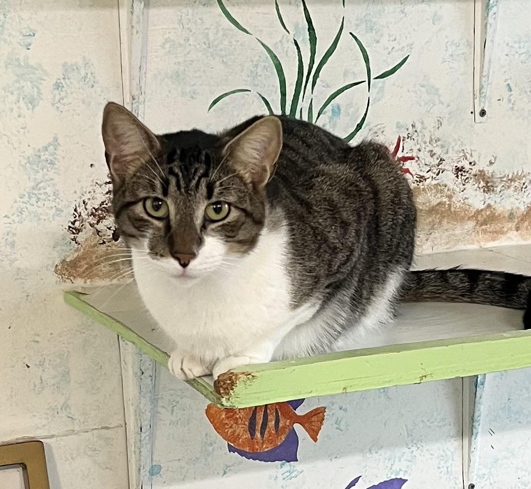 Max Shewman (playful handsome boy!)