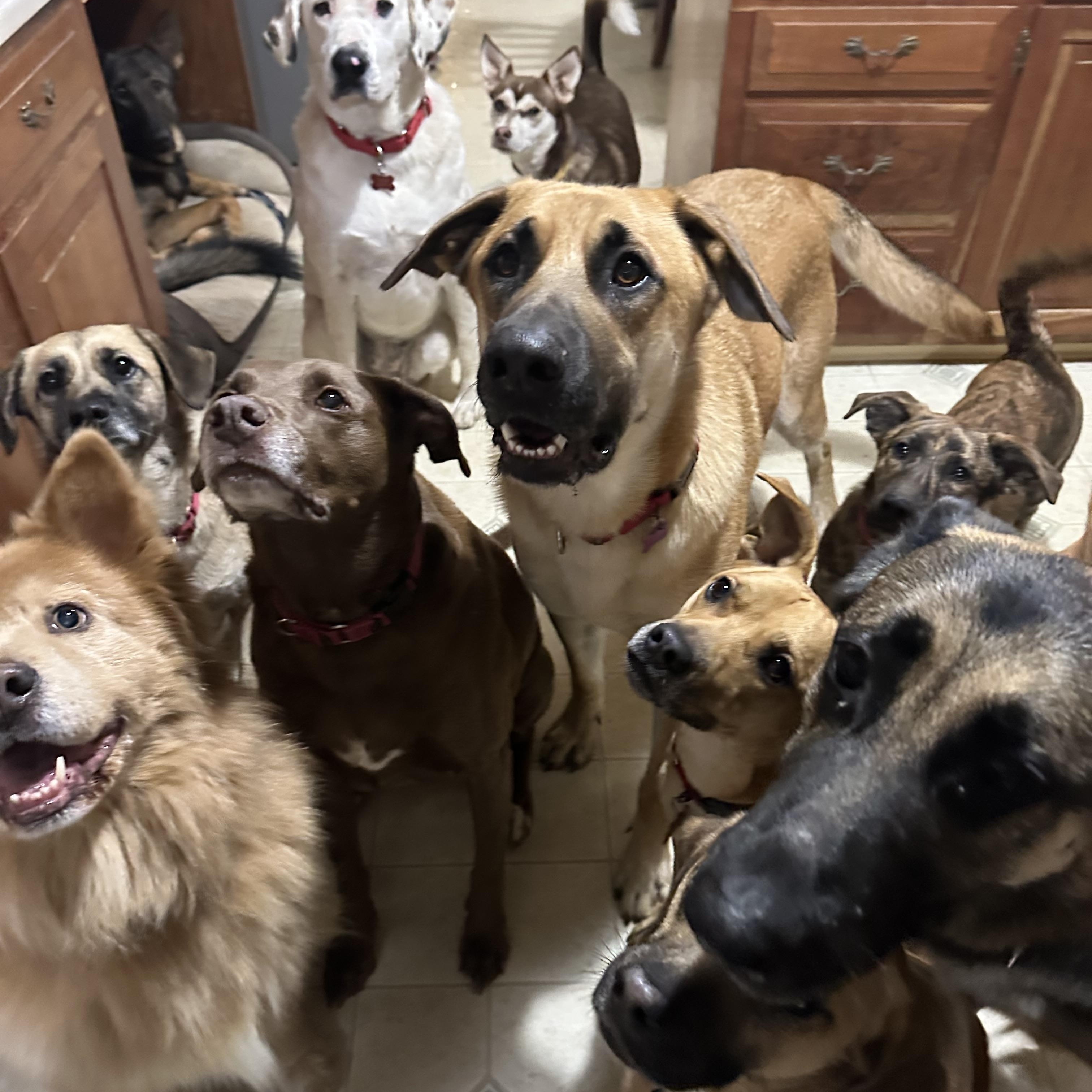 Enlarge Big Ben, a ADOPTABLE mixed breed in Sherman, CT image 5/6