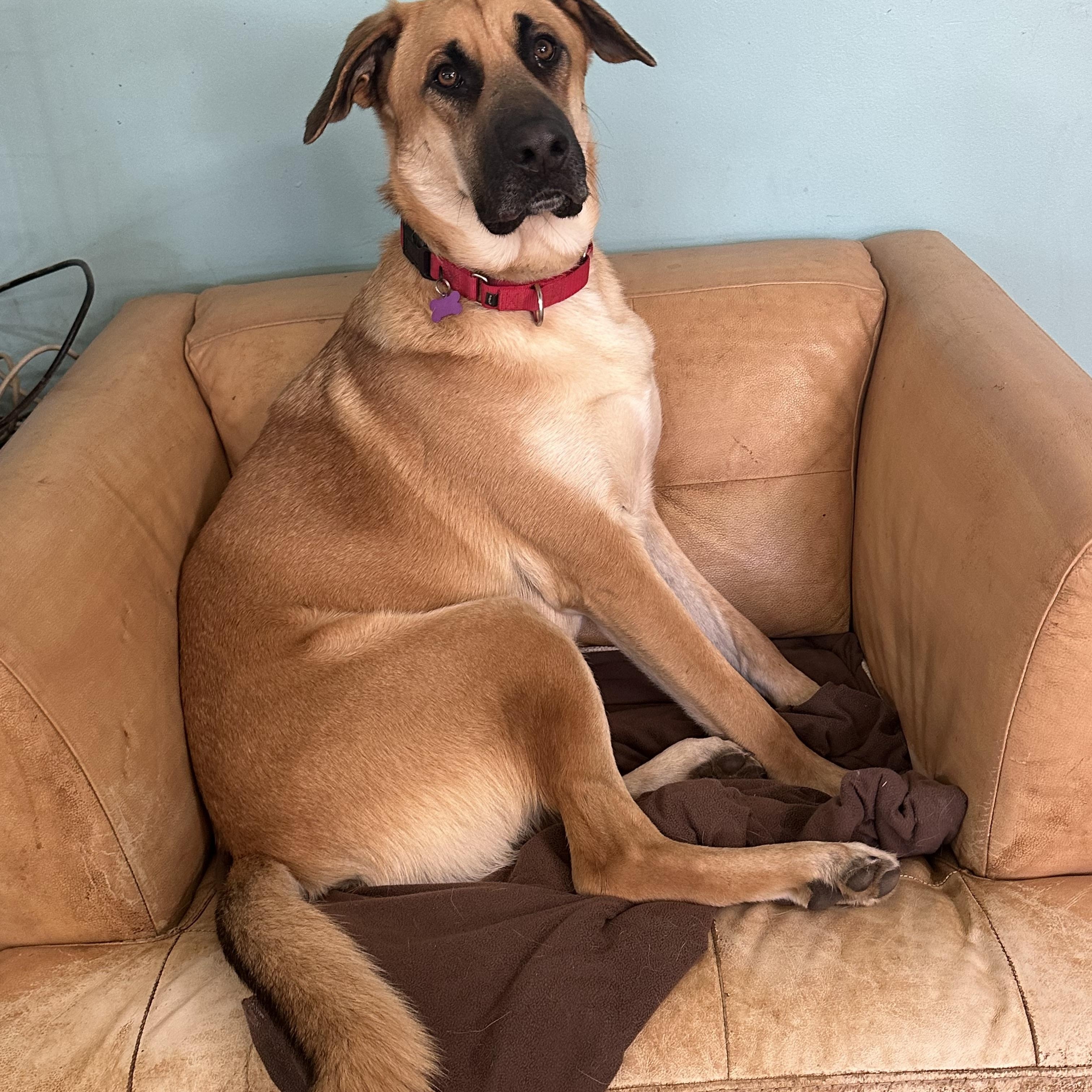 Enlarge Big Ben, a ADOPTABLE mixed breed in Sherman, CT image 6/6