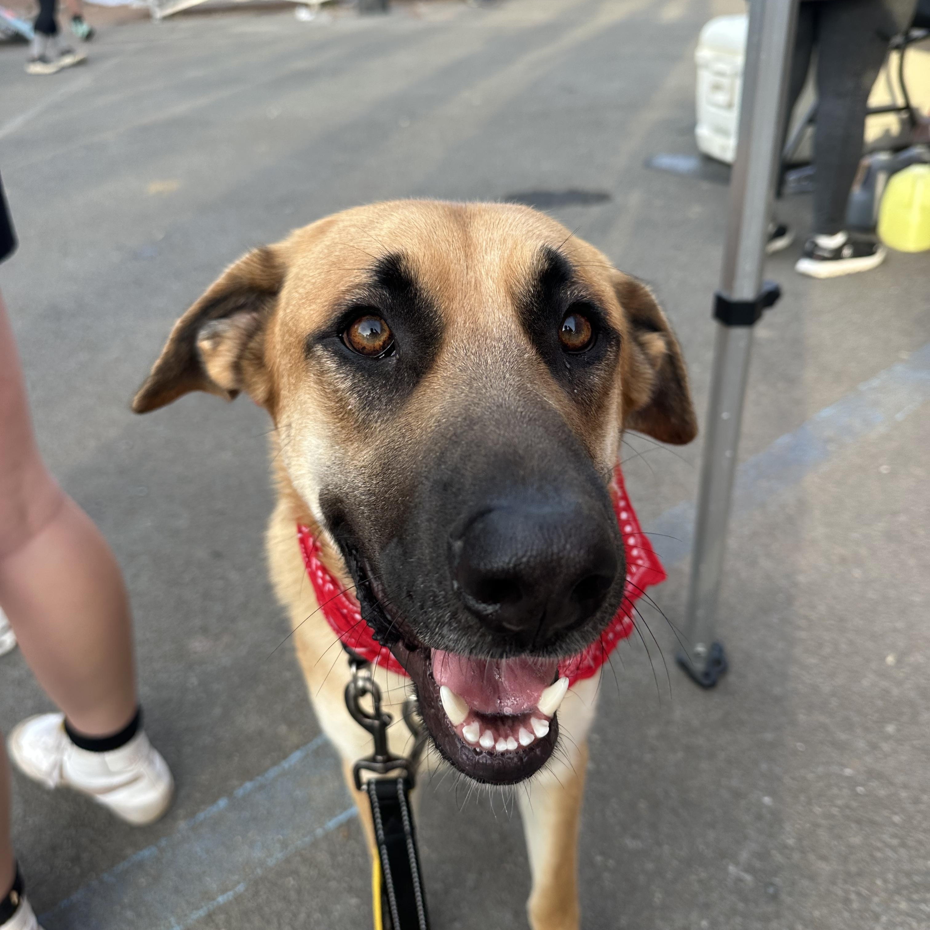 Enlarge Big Ben, a ADOPTABLE mixed breed in Sherman, CT image 1/6