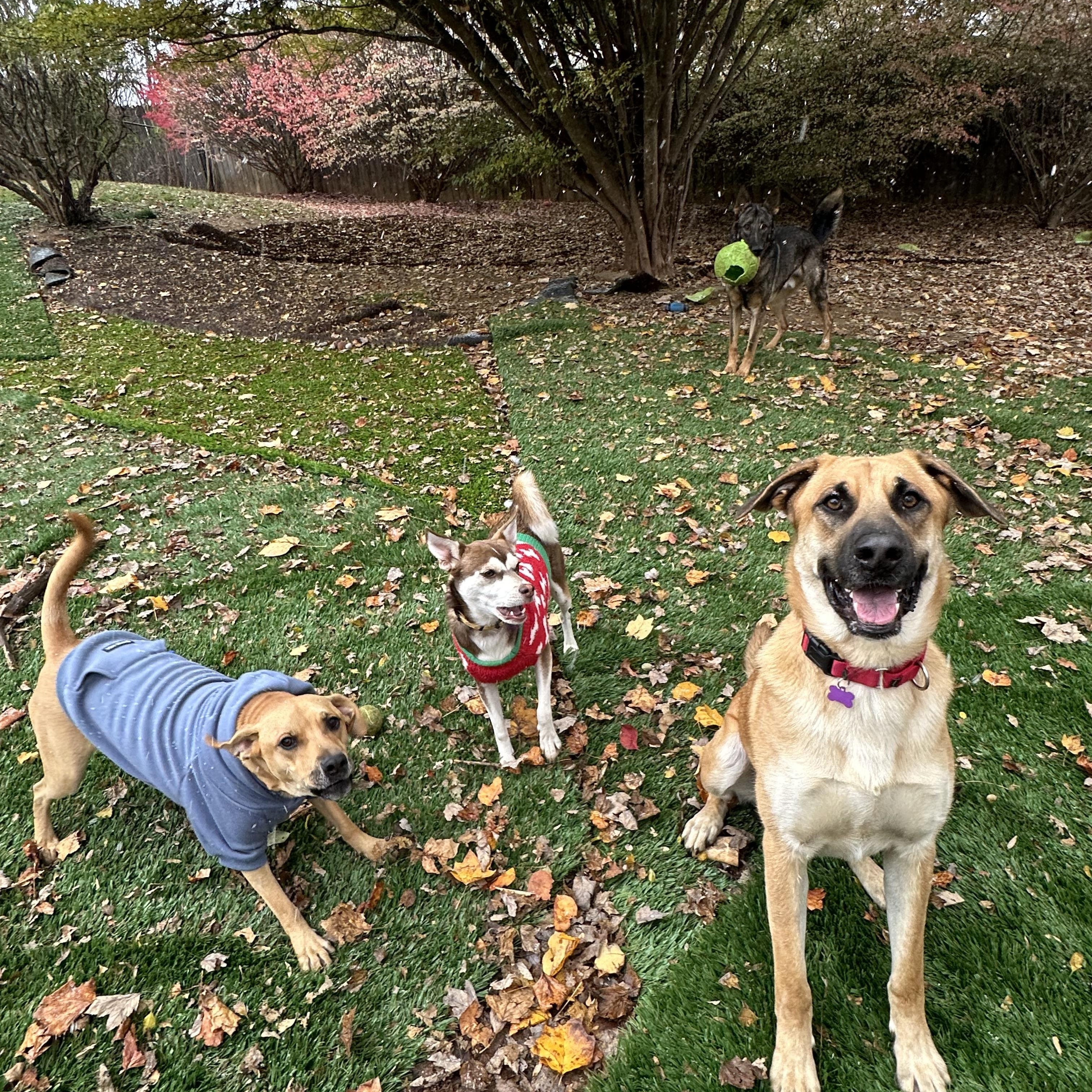 Enlarge Big Ben, a ADOPTABLE mixed breed in Sherman, CT image 4/6