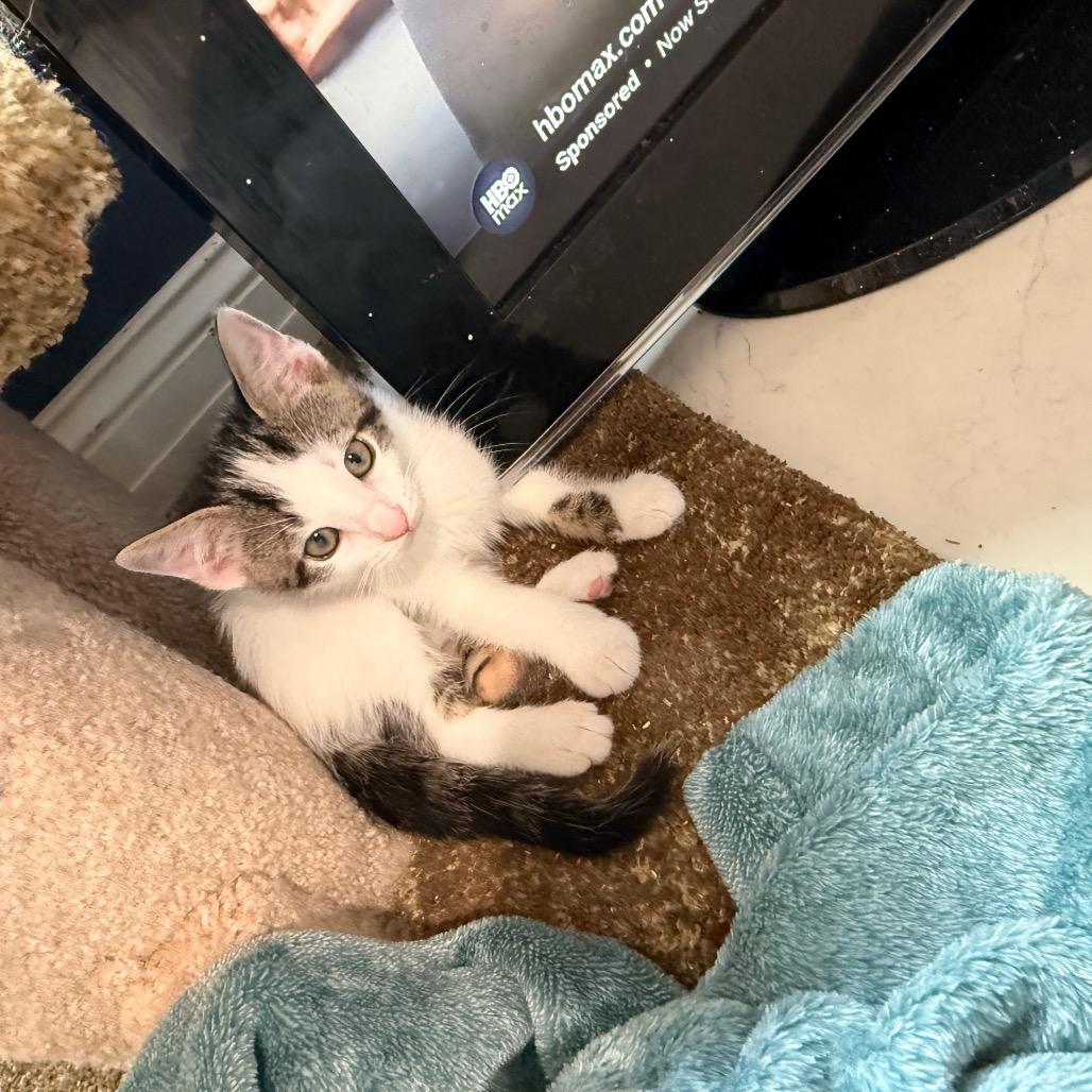 Lunar, a Adoptable Domestic Short Hair in Huntsville, AL image 1/6