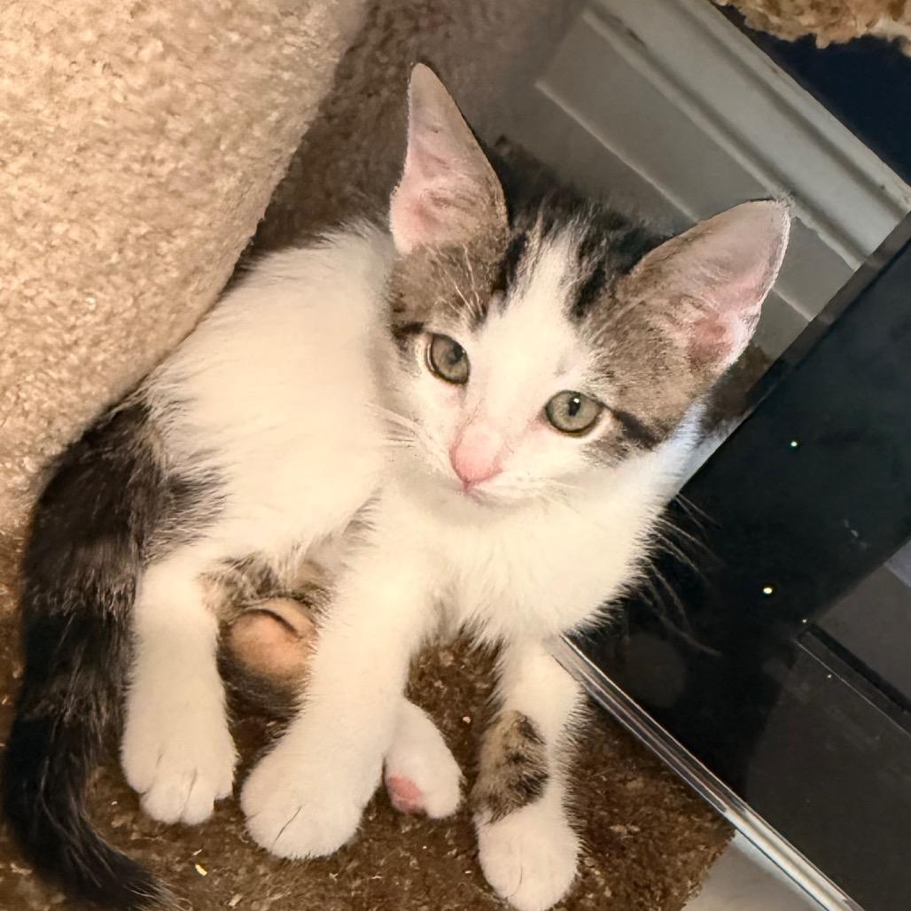 Lunar, a Adoptable Domestic Short Hair in Huntsville, AL image 2/6