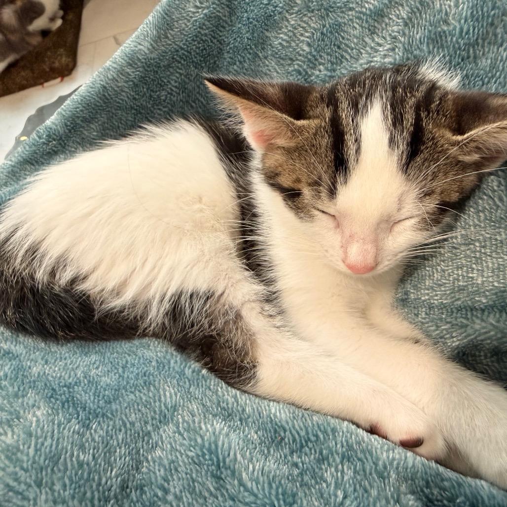 Lunar, a Adoptable Domestic Short Hair in Huntsville, AL image 3/6