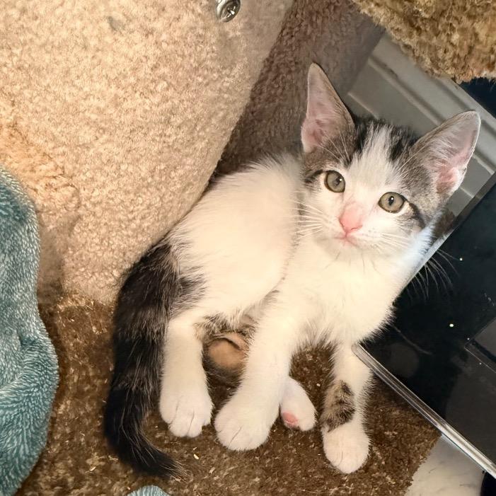 Lunar, a Adoptable Domestic Short Hair in Huntsville, AL image 4/6