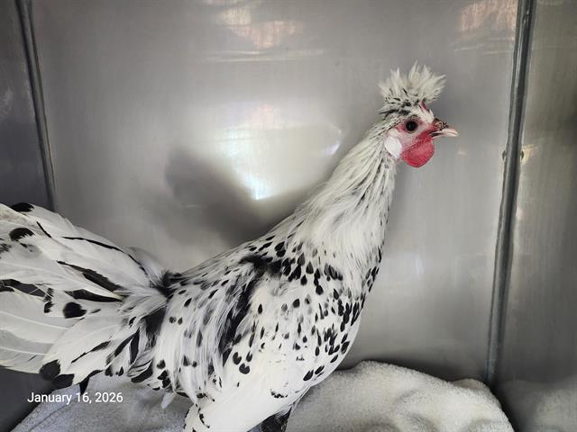 Enlarge SPARKY, a Adoptable Chicken in Santa Cruz, CA image 1/1