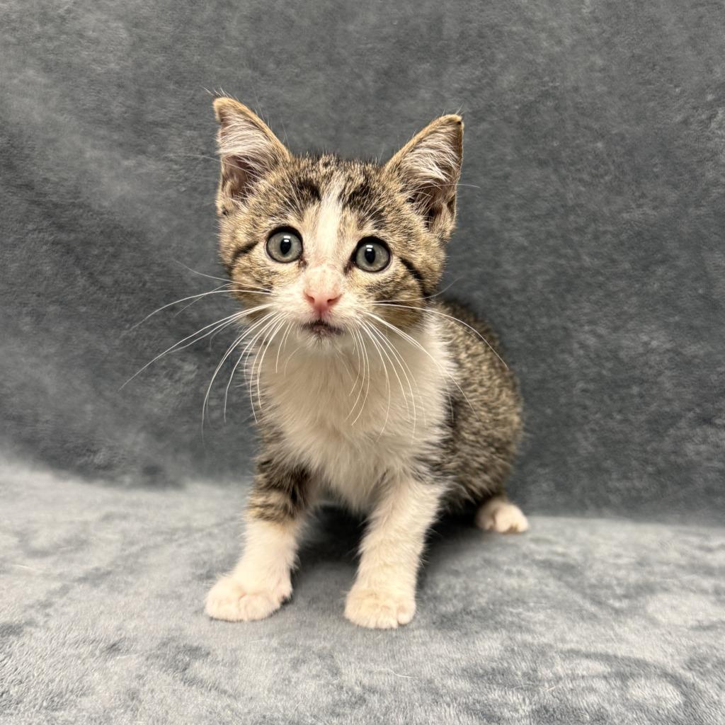 Vintage, a Adoptable mixed breed in Brenham, TX image 2/6