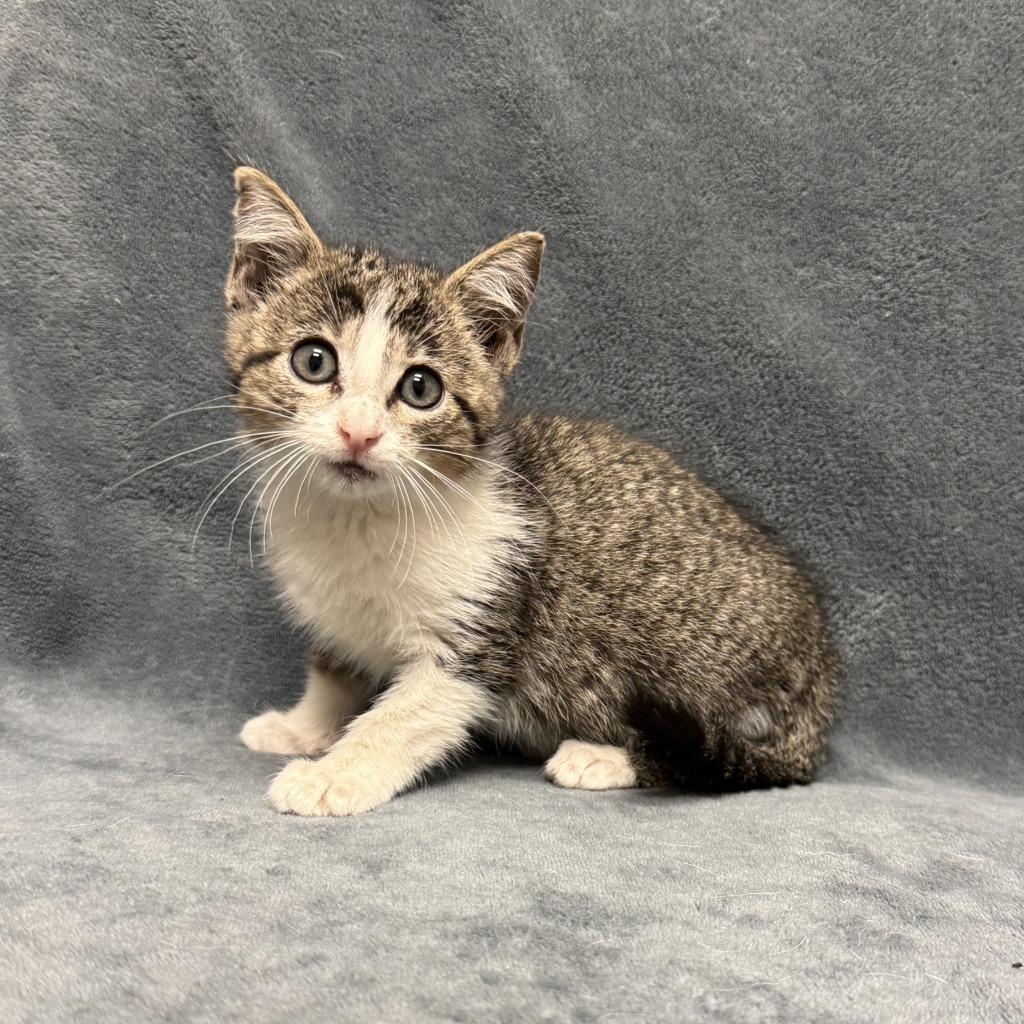 Vintage, a Adoptable mixed breed in Brenham, TX image 3/6