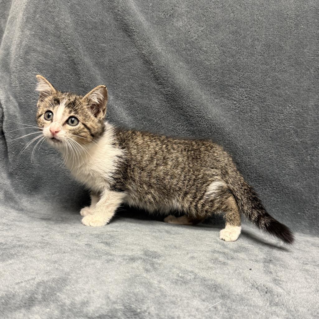 Vintage, a Adoptable mixed breed in Brenham, TX image 4/6