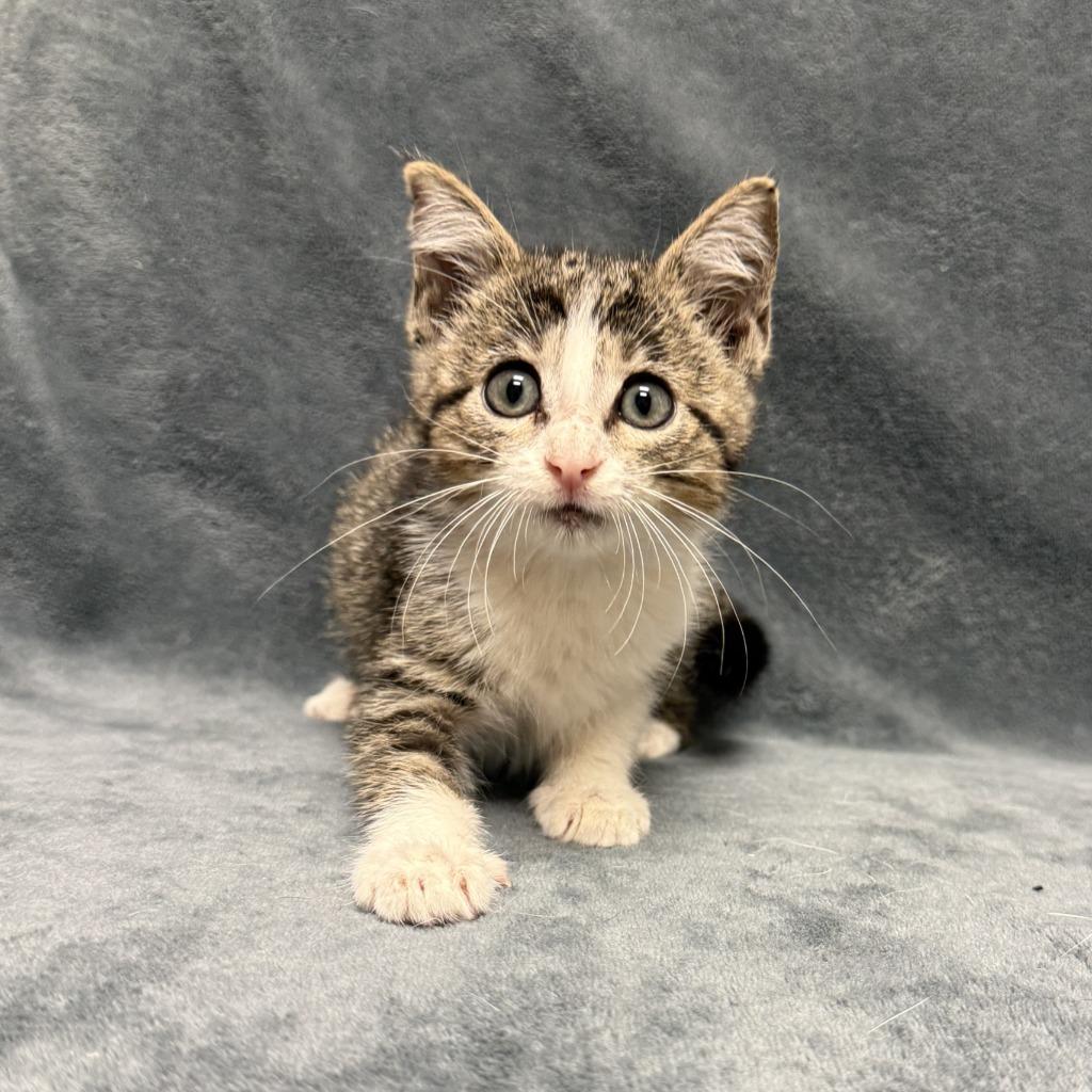 Vintage, a Adoptable mixed breed in Brenham, TX image 5/6