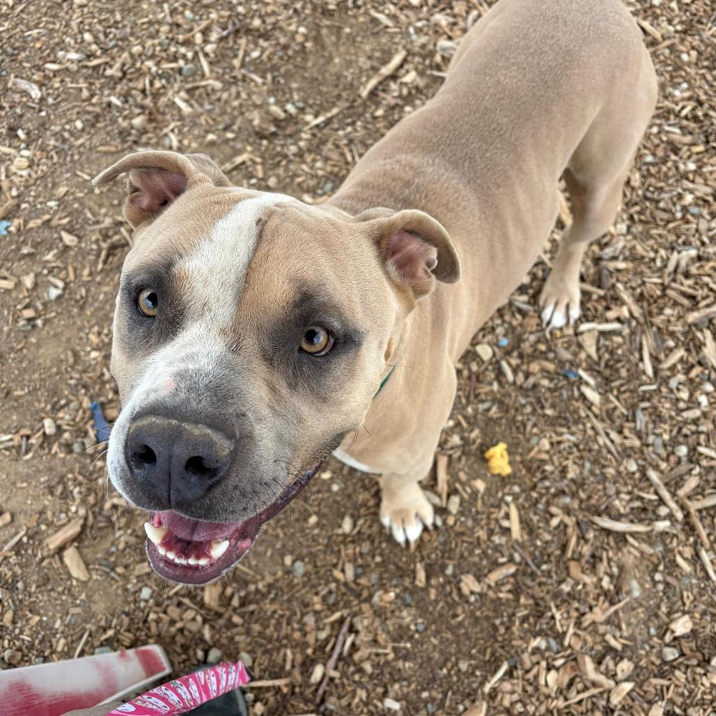 Enlarge Paco, a Adoptable Pit Bull Terrier in Taos, NM image 1/3