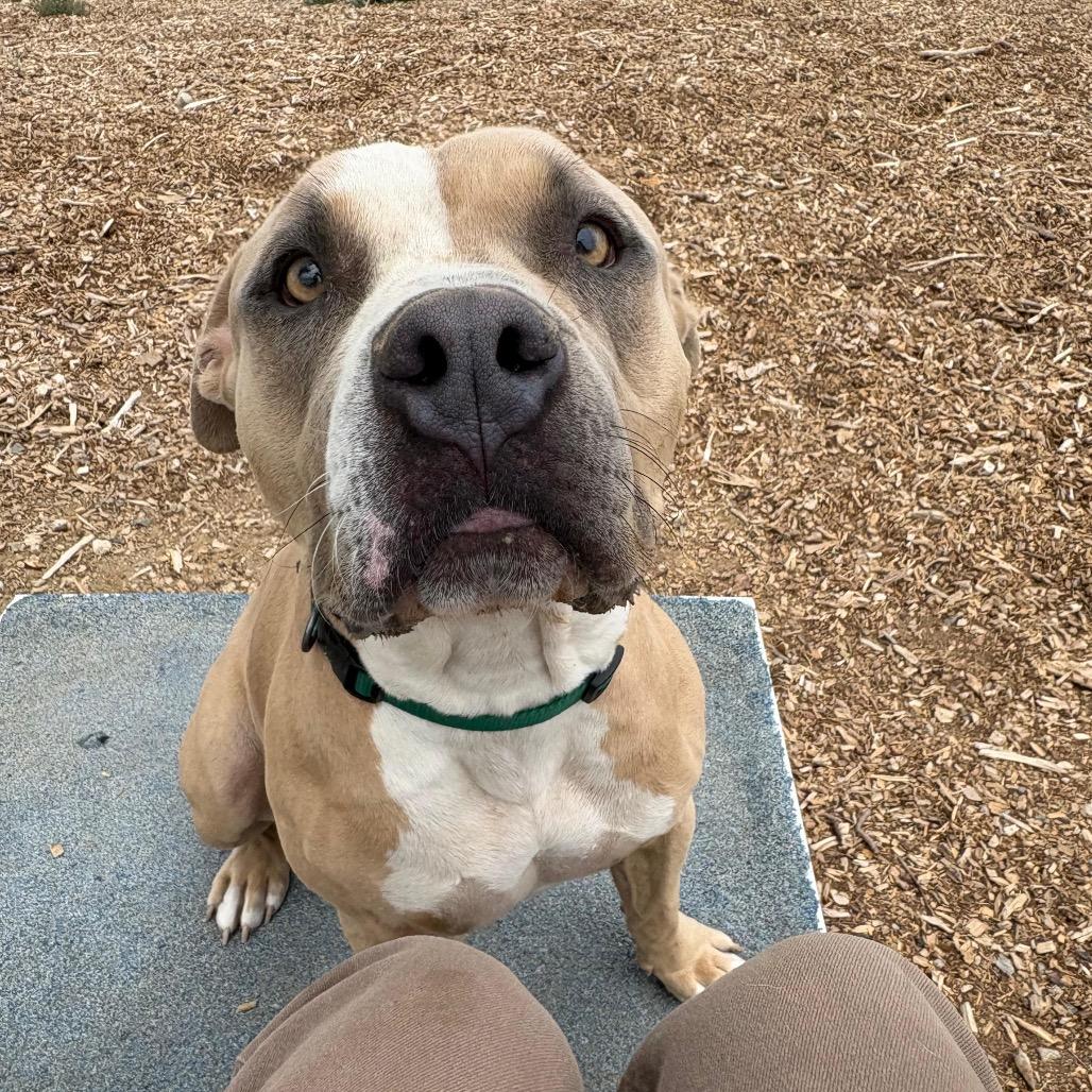 Enlarge Paco, a Adoptable Pit Bull Terrier in Taos, NM image 2/3