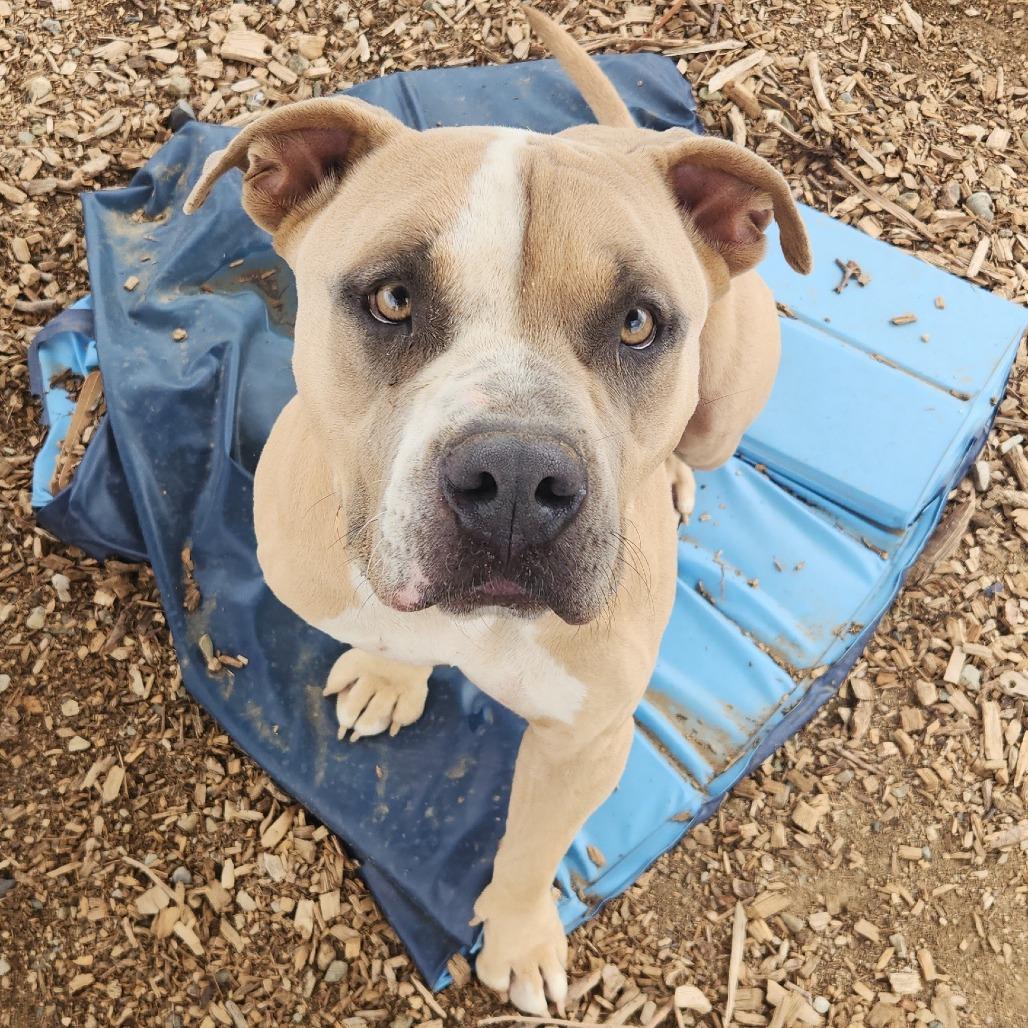 Enlarge Paco, a Adoptable Pit Bull Terrier in Taos, NM image 3/3