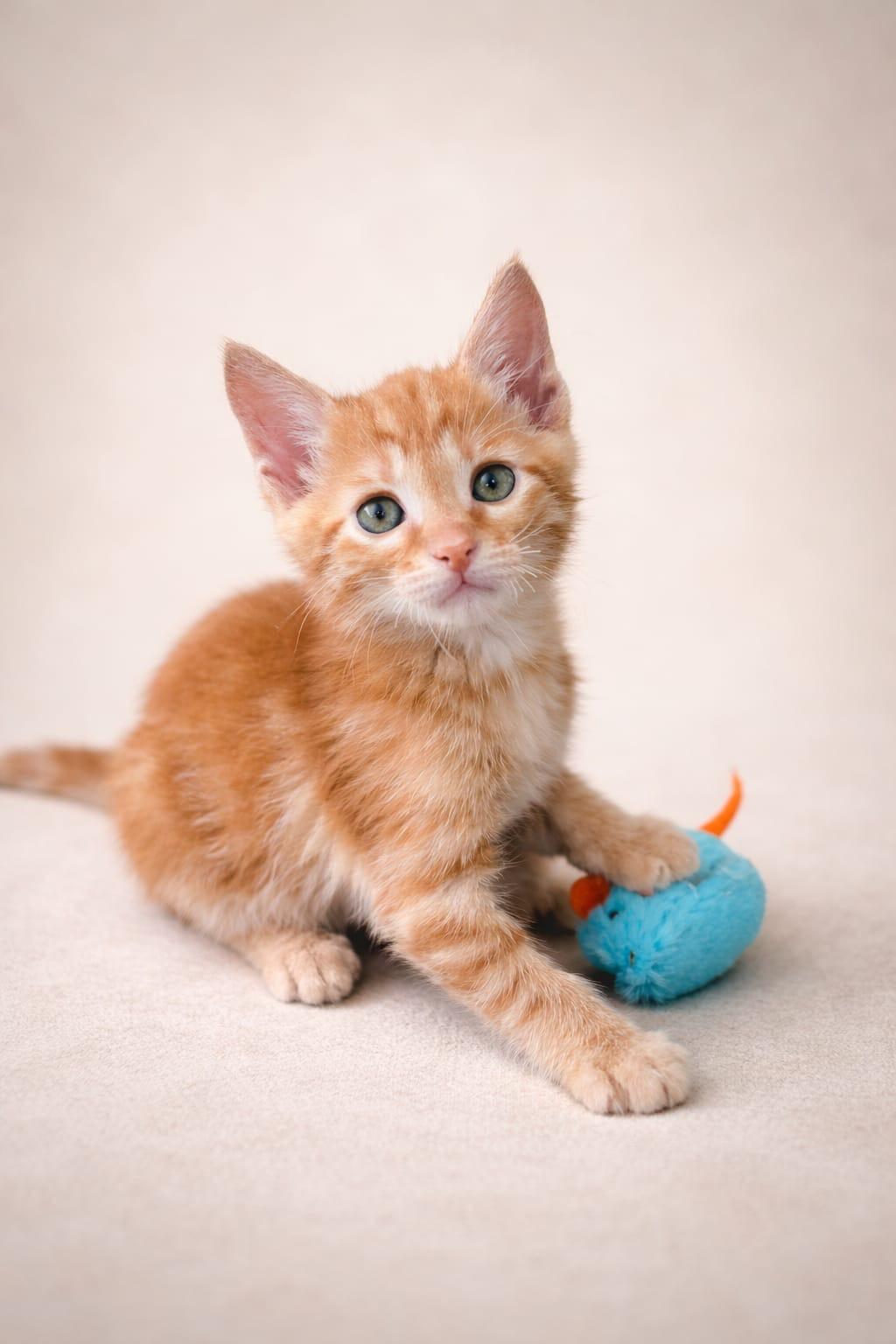Maximiliano, adopted, Kitten Male Domestic Short Hair.