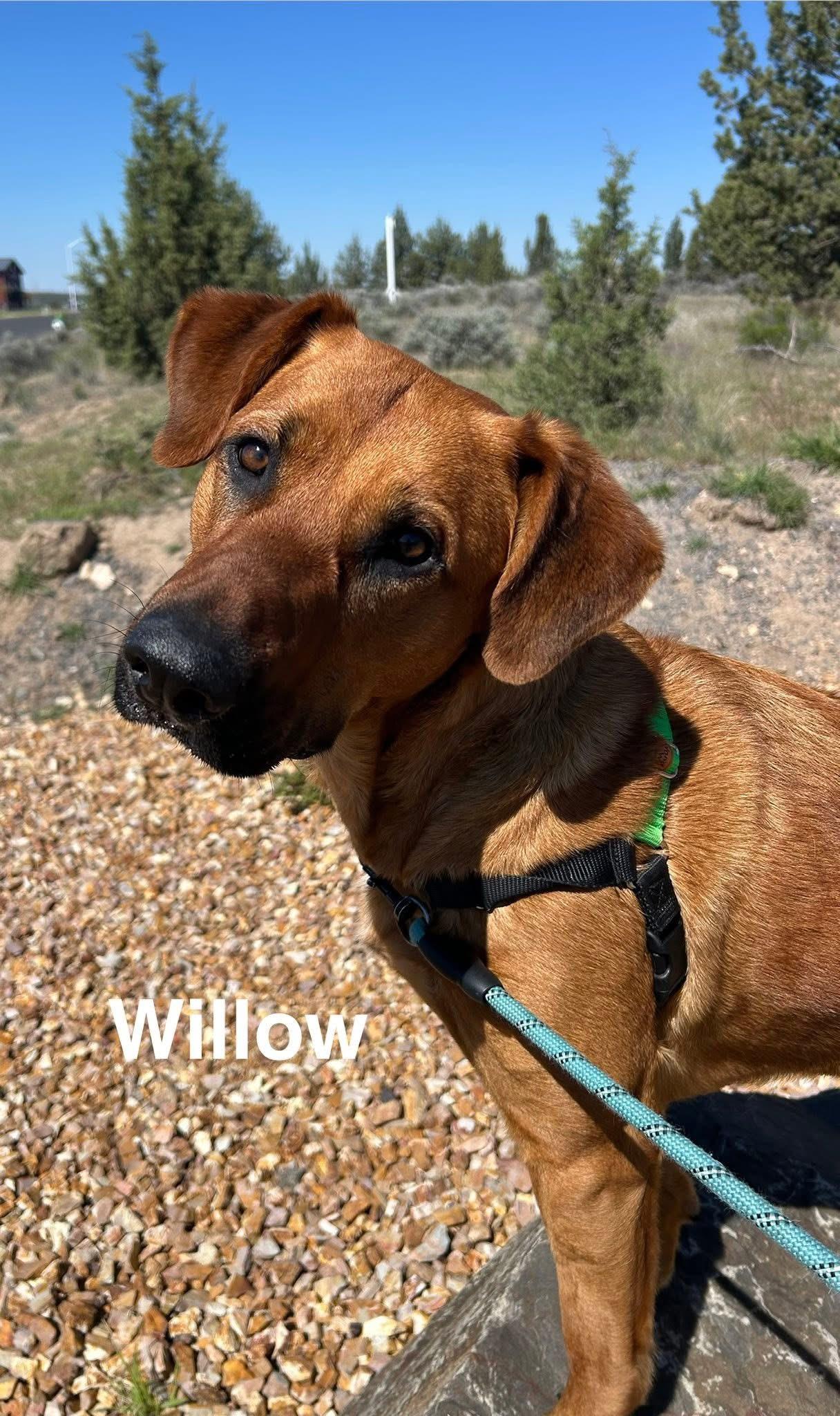 Willow, ADOPTABLE, Adult Female German Shepherd Dog & Rhodesian Ridgeback.