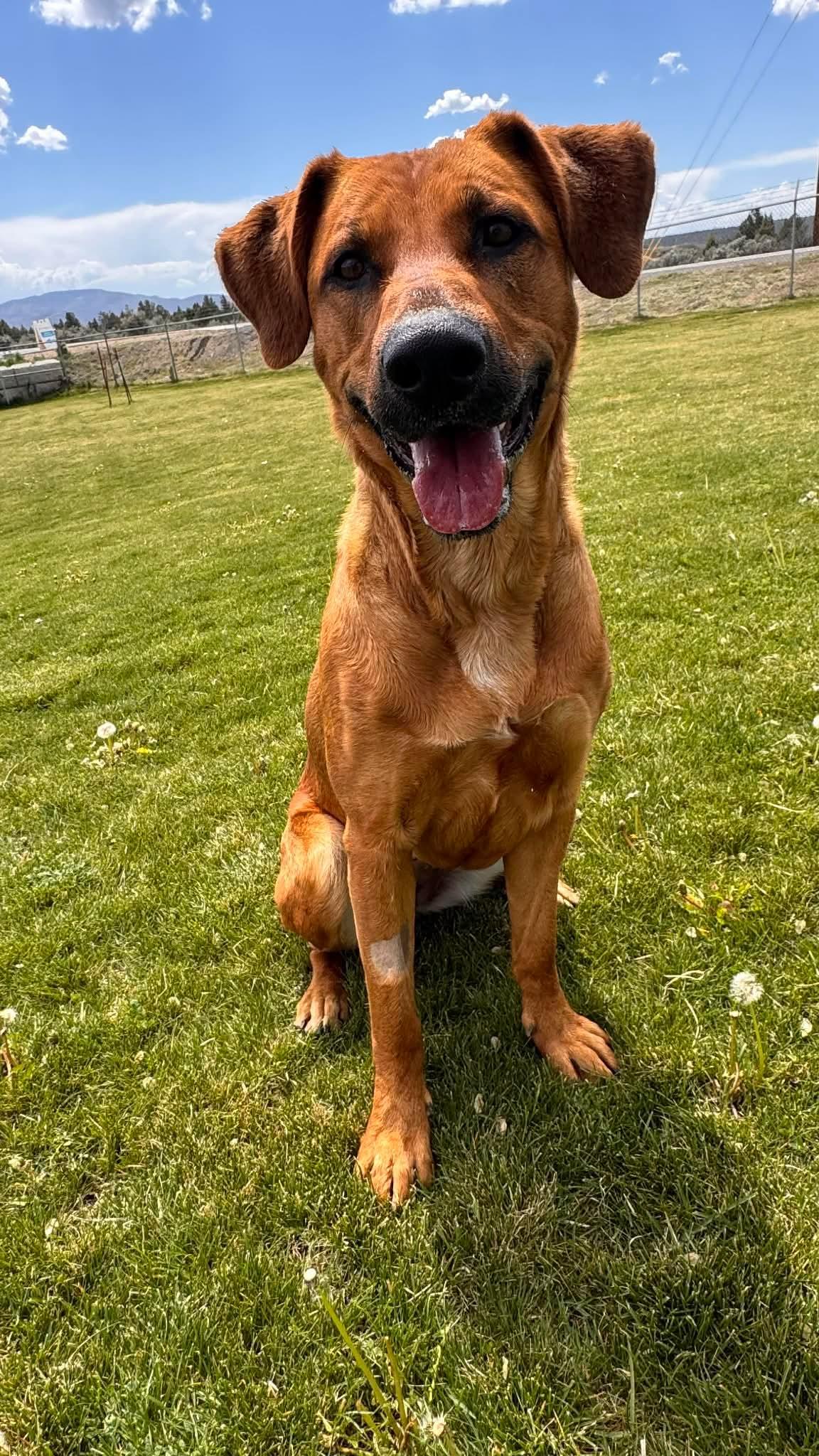 Enlarge Willow, a ADOPTABLE mixed breed in Prineville, OR image 3/6