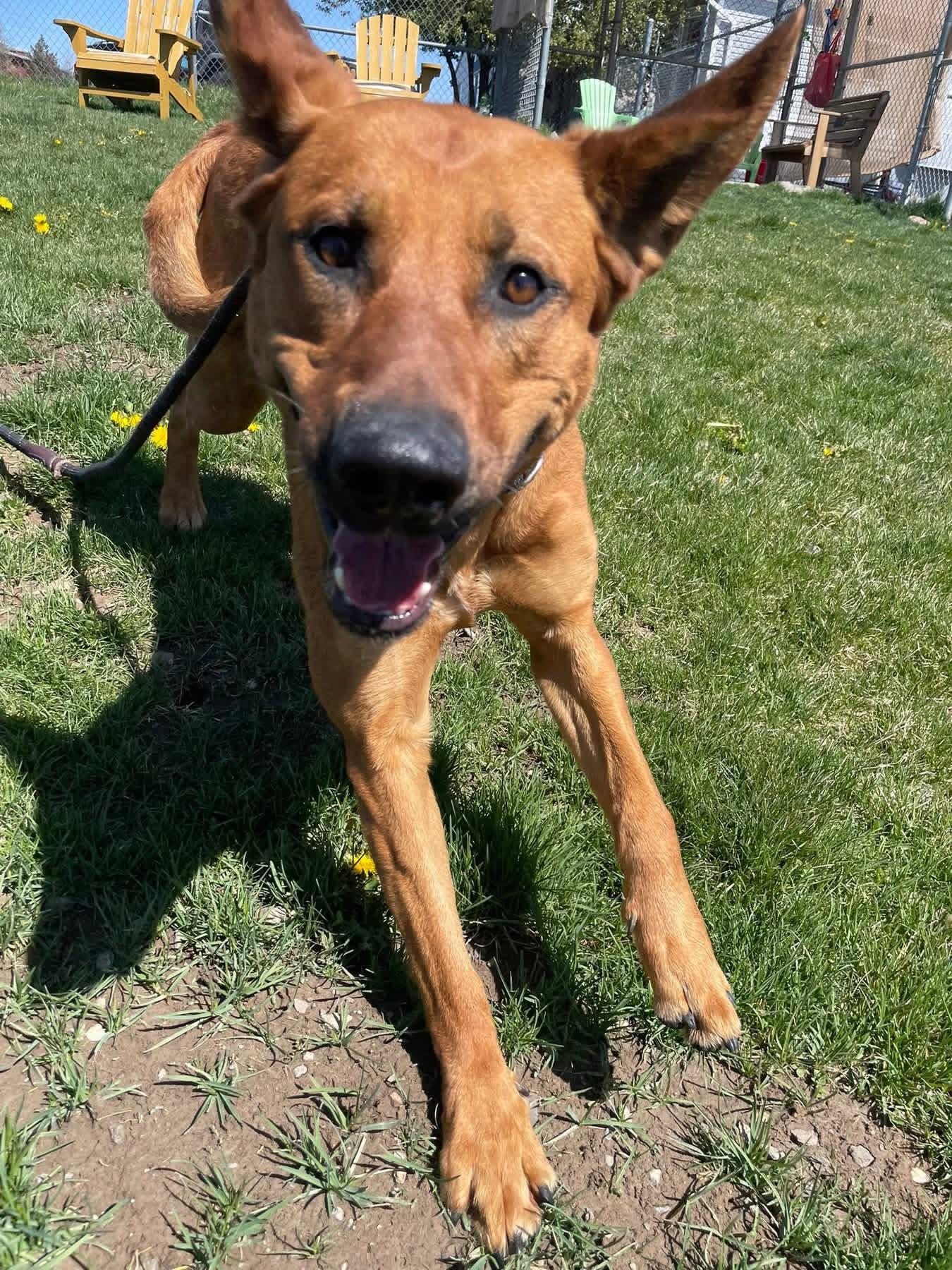 Enlarge Willow, a ADOPTABLE mixed breed in Prineville, OR image 1/6