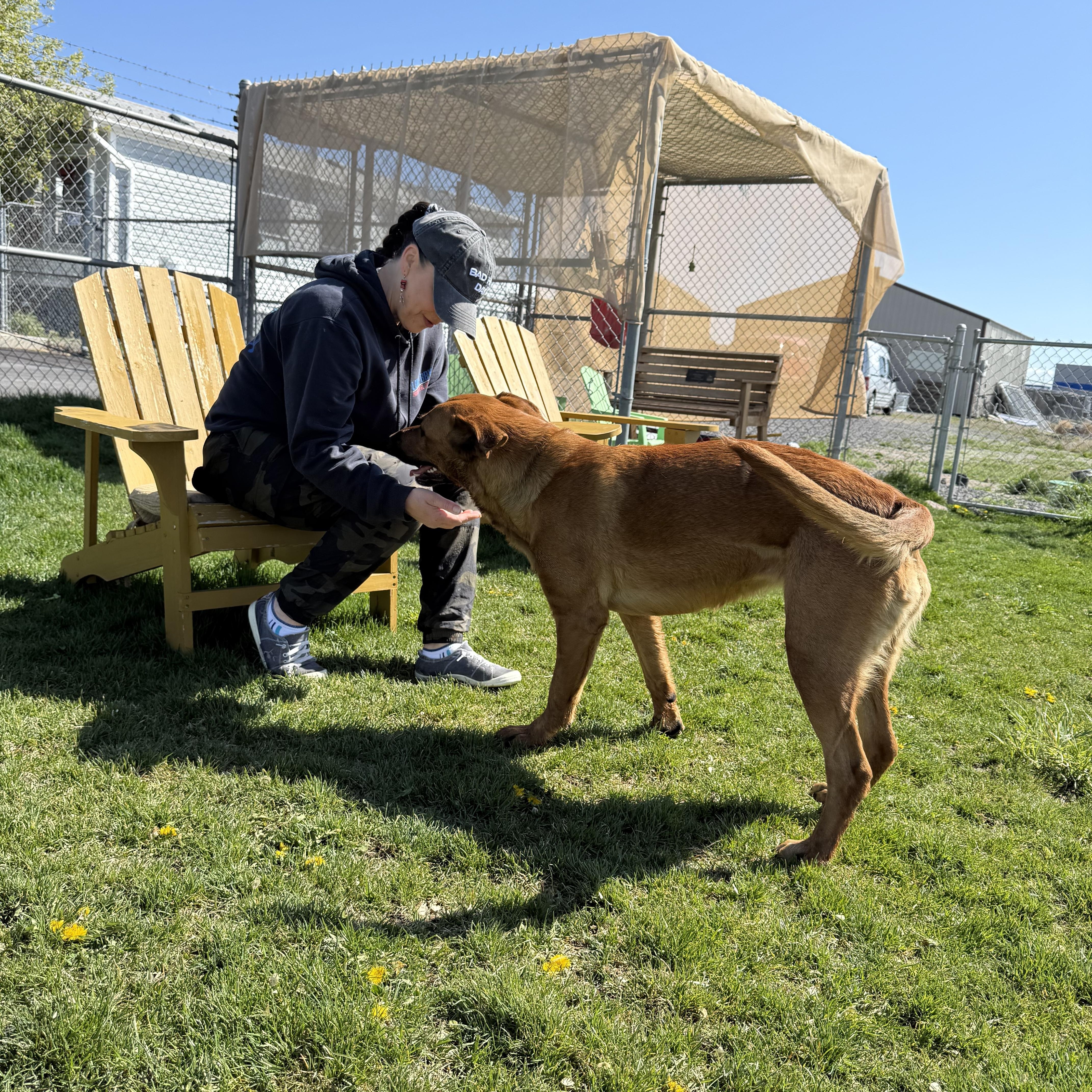 Enlarge Willow, a ADOPTABLE mixed breed in Prineville, OR image 3/6