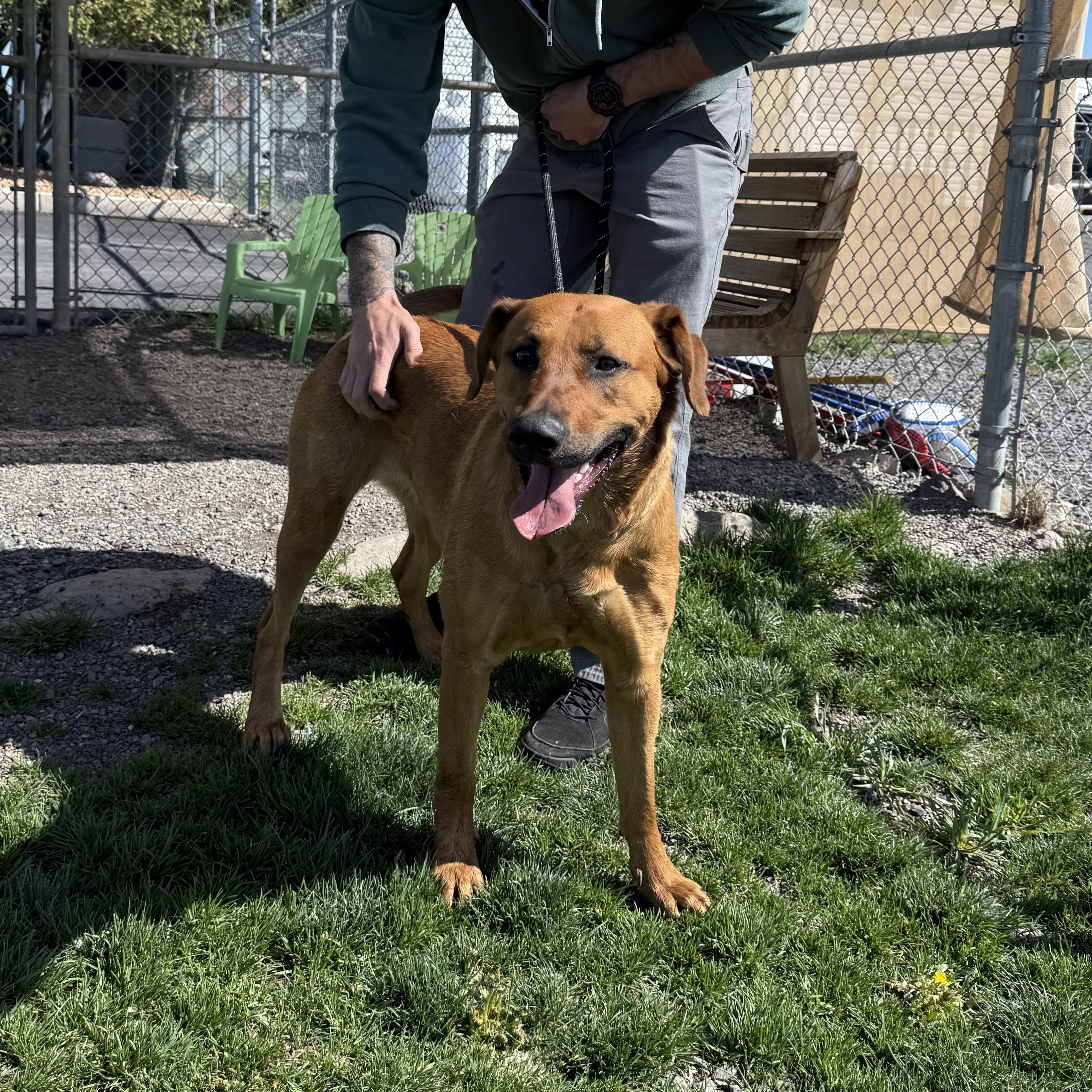 Enlarge Willow, a ADOPTABLE mixed breed in Prineville, OR image 5/6