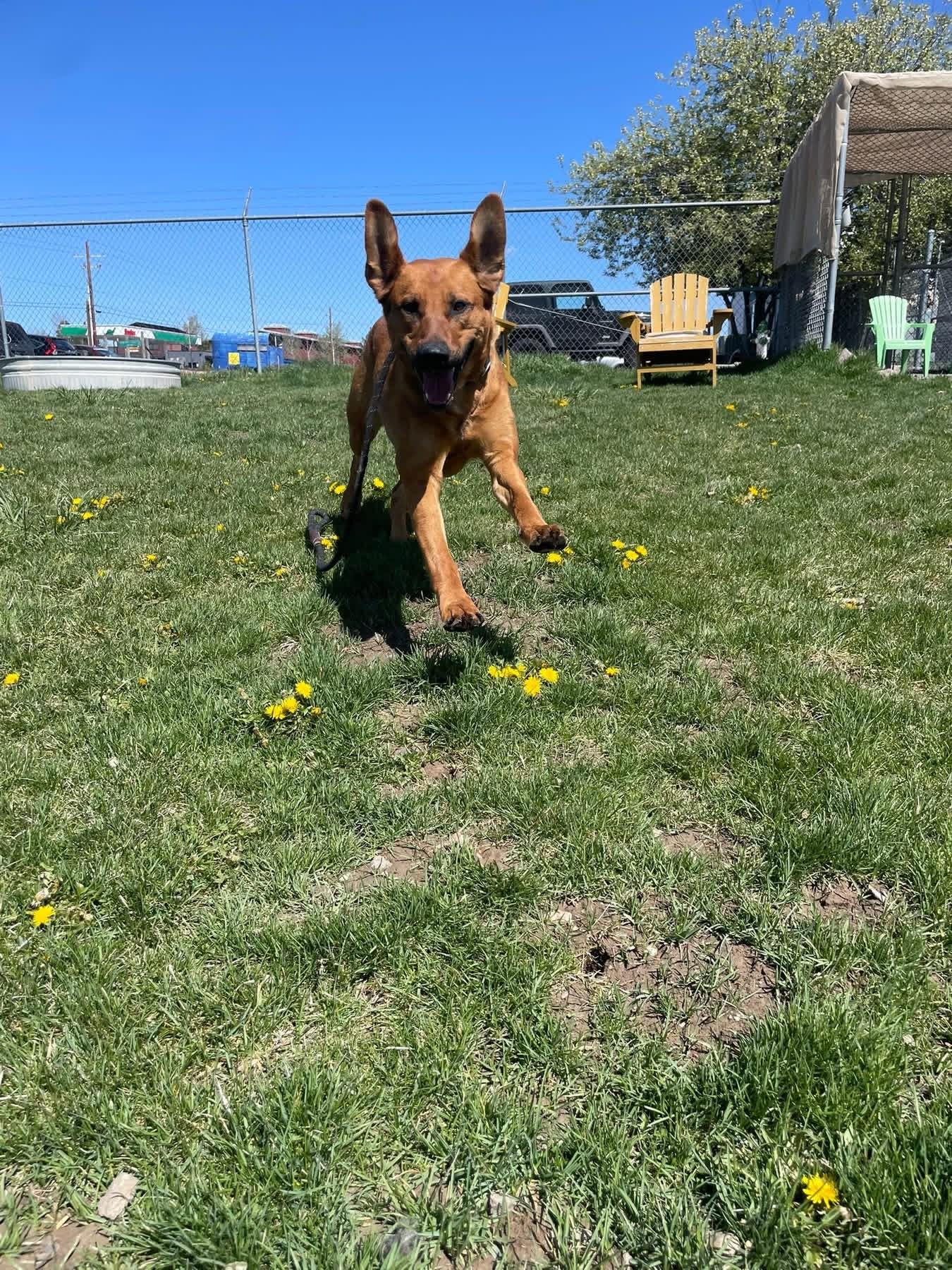 Enlarge Willow, a ADOPTABLE mixed breed in Prineville, OR image 4/6