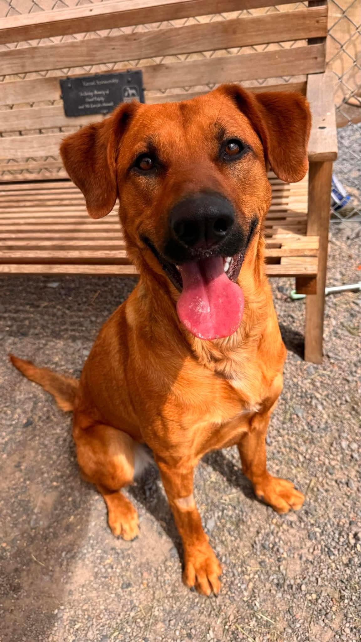 Willow, ADOPTABLE, Adult Female German Shepherd Dog & Rhodesian Ridgeback.