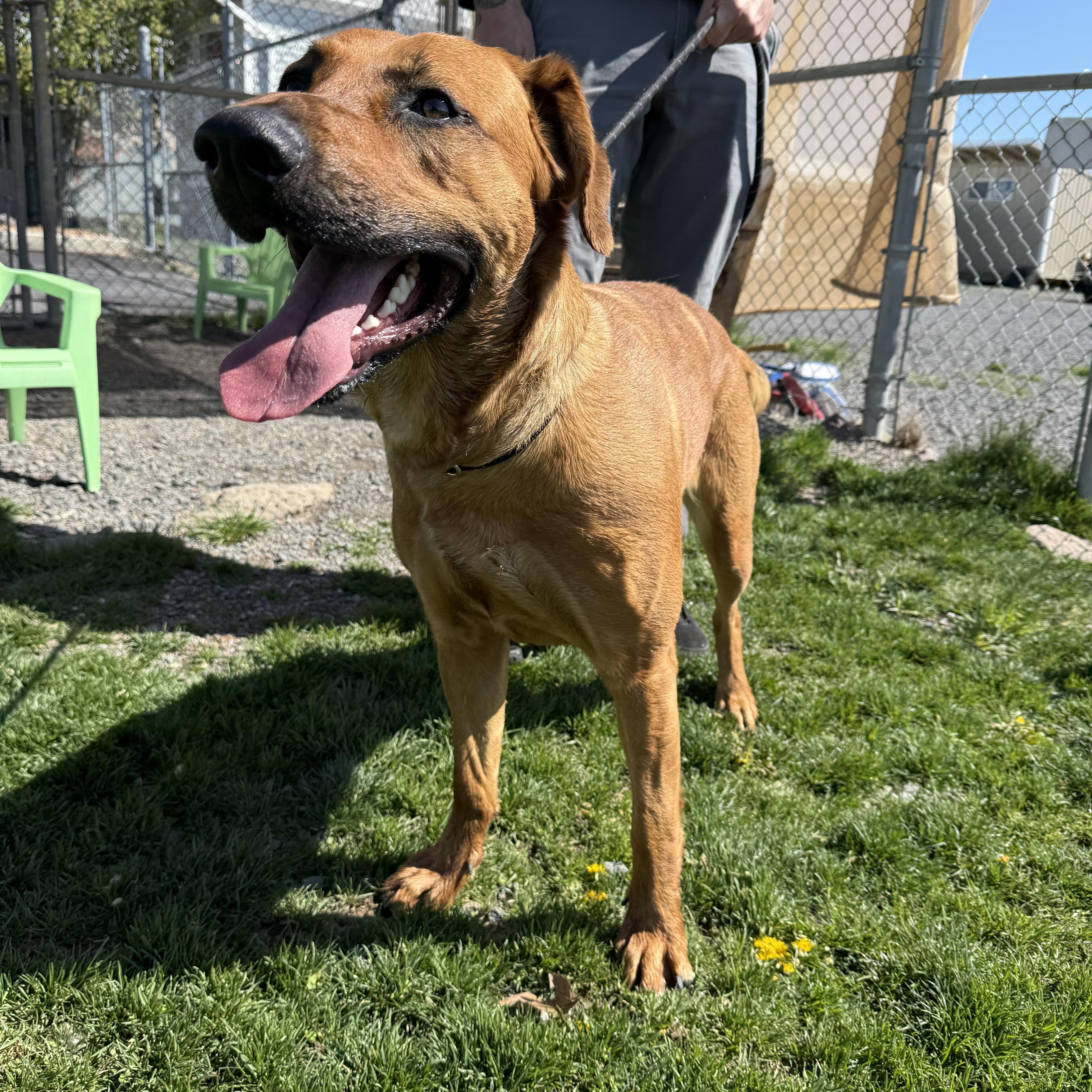 Enlarge Willow, a ADOPTABLE mixed breed in Prineville, OR image 6/6