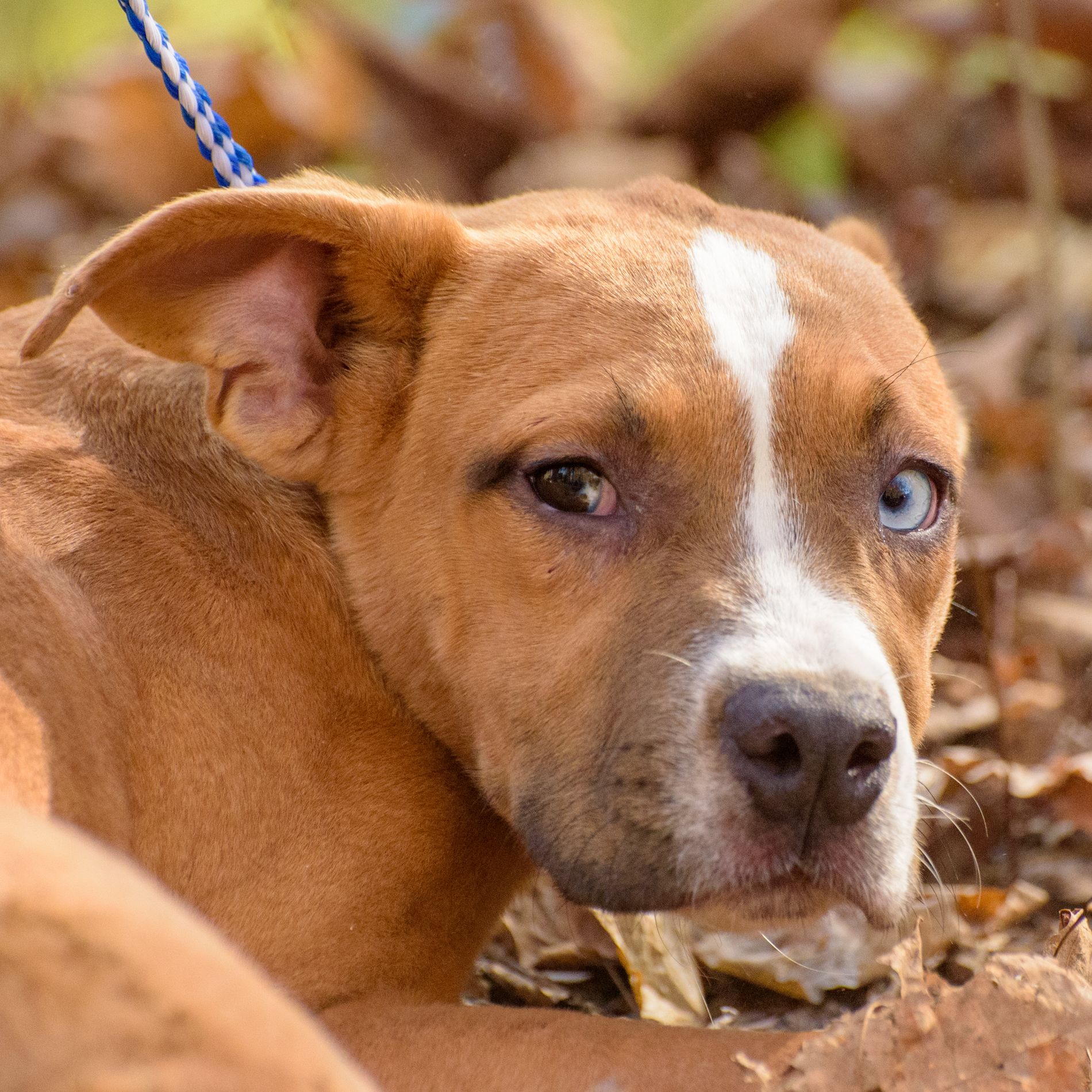Dog for adoption Janila, a Bulldog Mix in Lambertville, NJ Petfinder