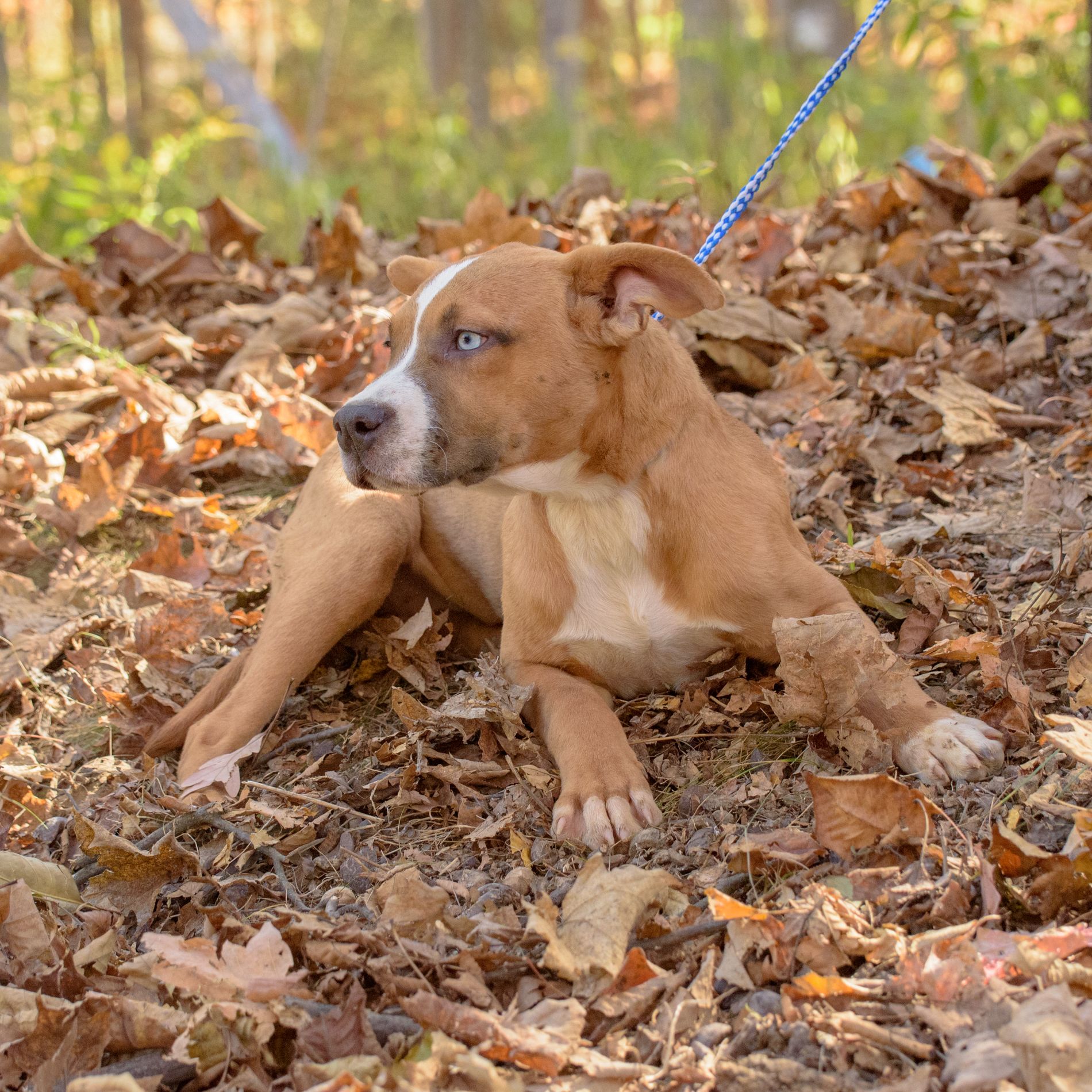 Dog for adoption Janila, a Bulldog Mix in Lambertville, NJ Petfinder