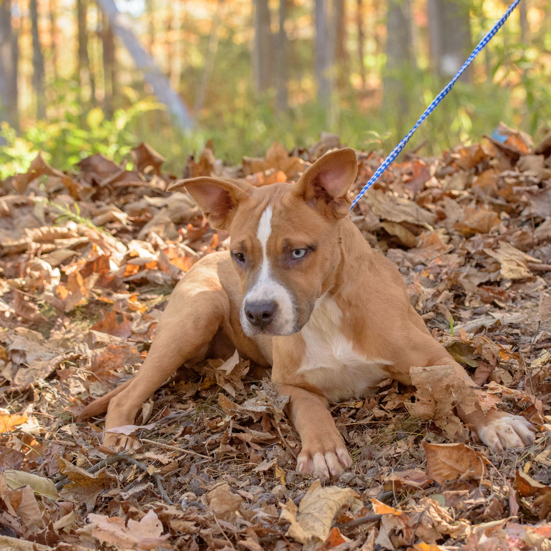 Dog for adoption Janila, a Bulldog Mix in Lambertville, NJ Petfinder