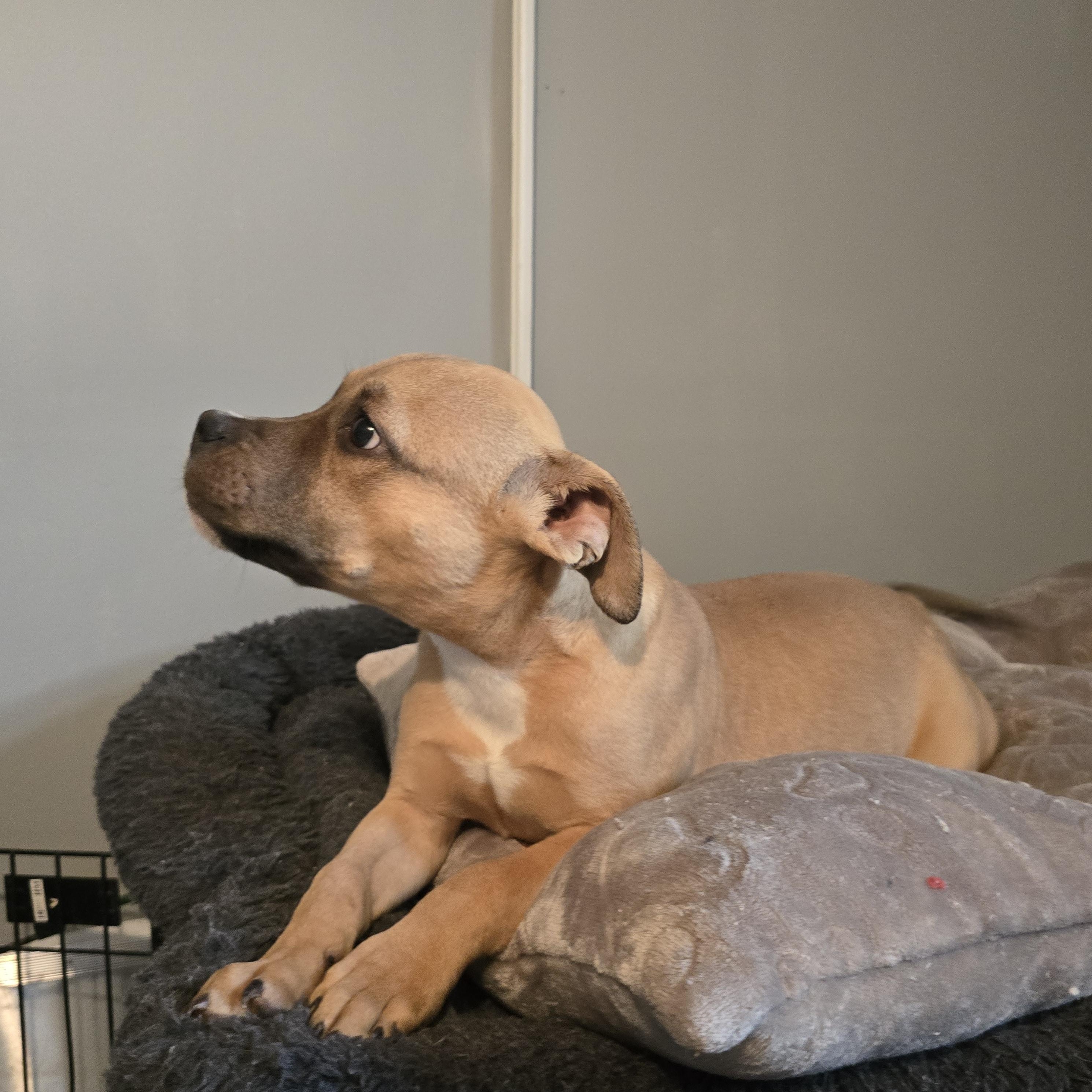 Enlarge Dasher, a ADOPTABLE mixed breed in Nyack, NY image 1/4