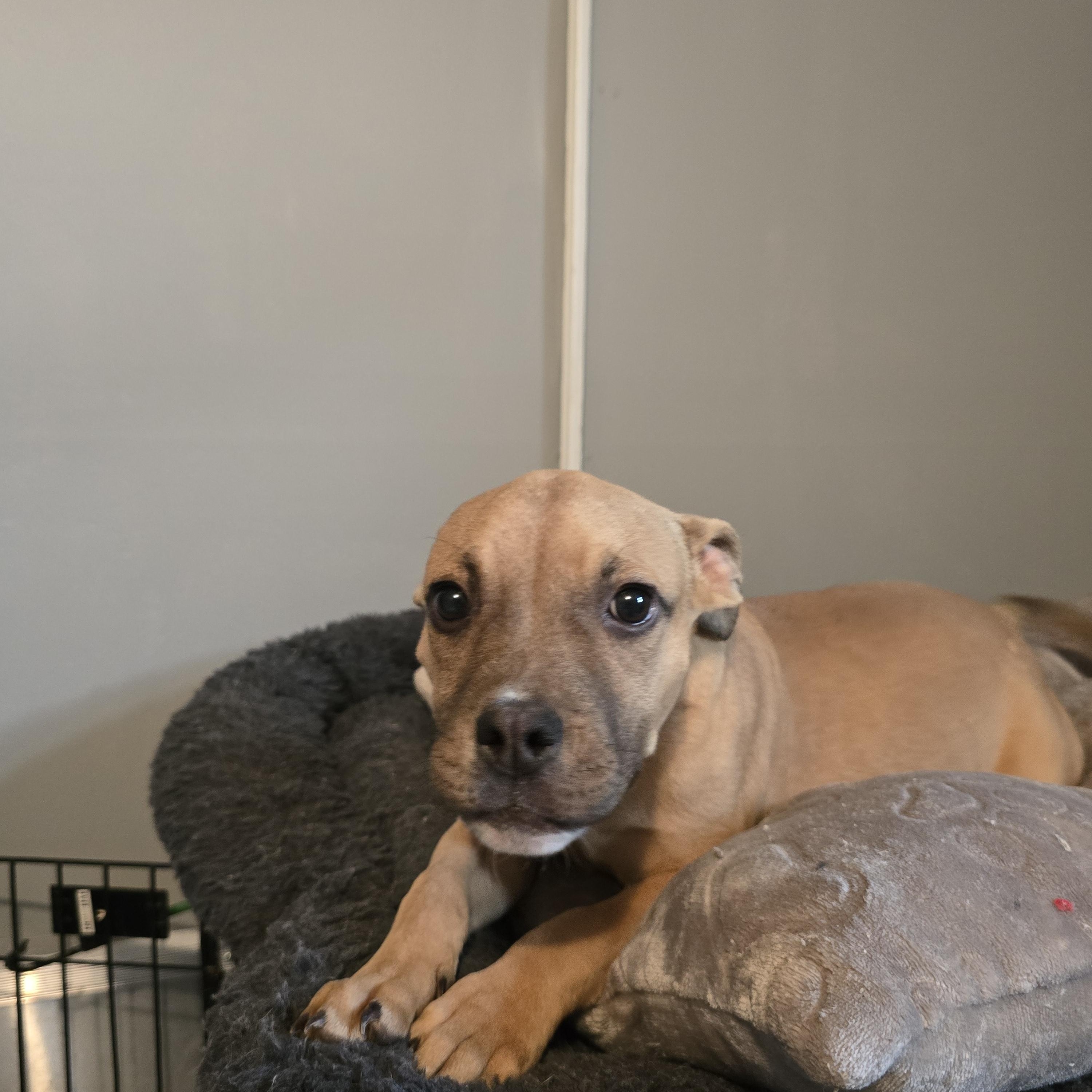 Enlarge Dasher, a ADOPTABLE mixed breed in Nyack, NY image 2/4