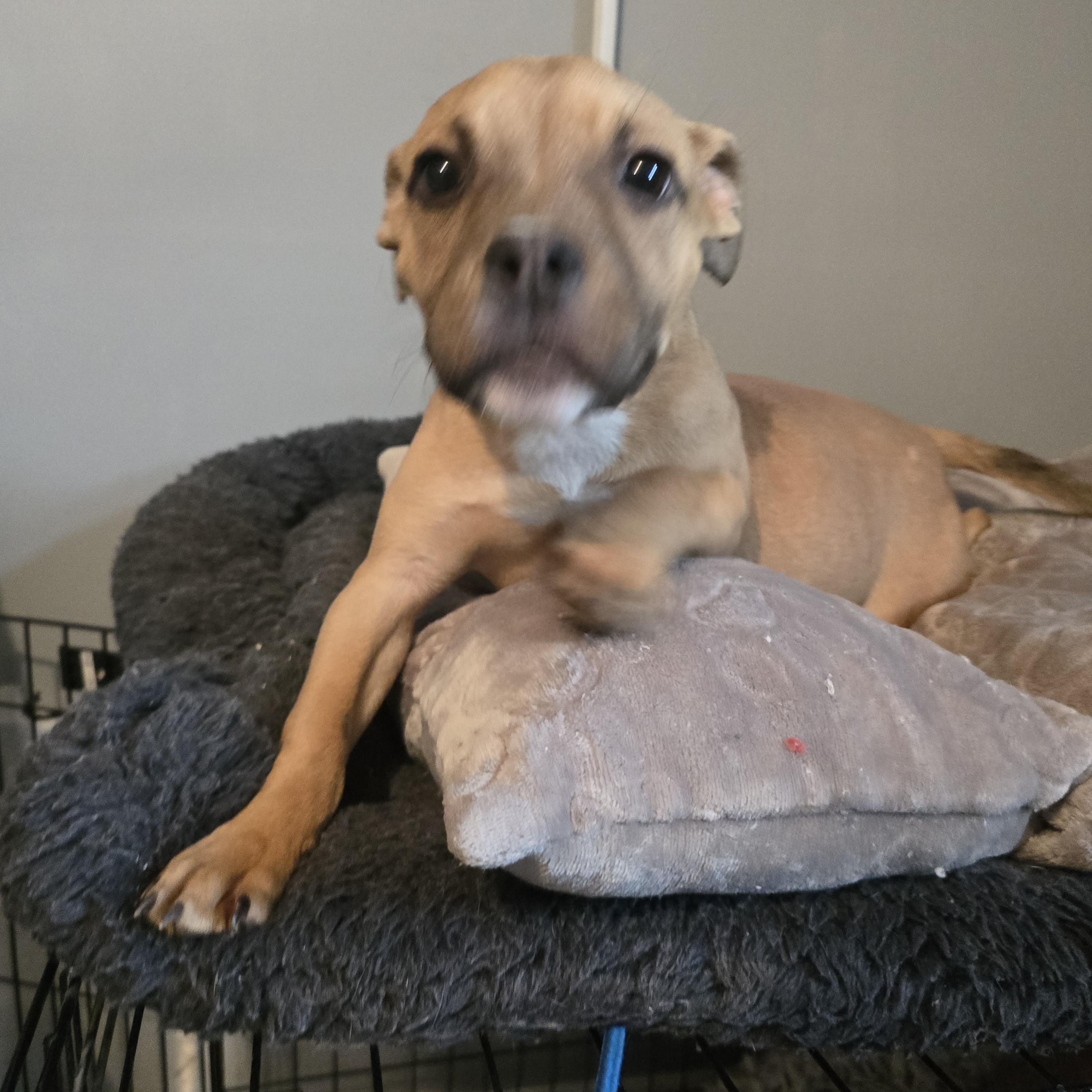 Enlarge Dasher, a ADOPTABLE mixed breed in Nyack, NY image 3/4