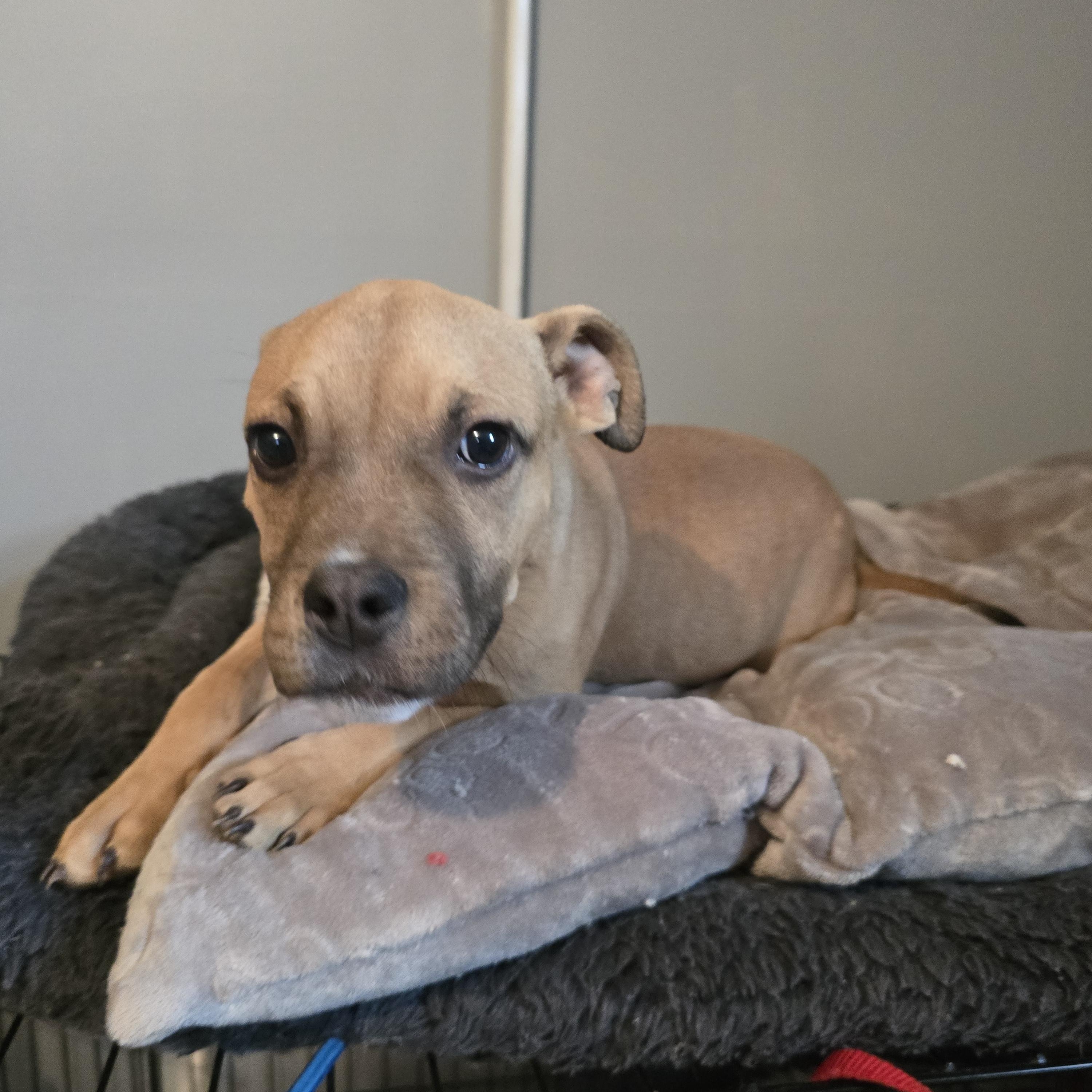 Enlarge Dasher, a ADOPTABLE mixed breed in Nyack, NY image 4/4