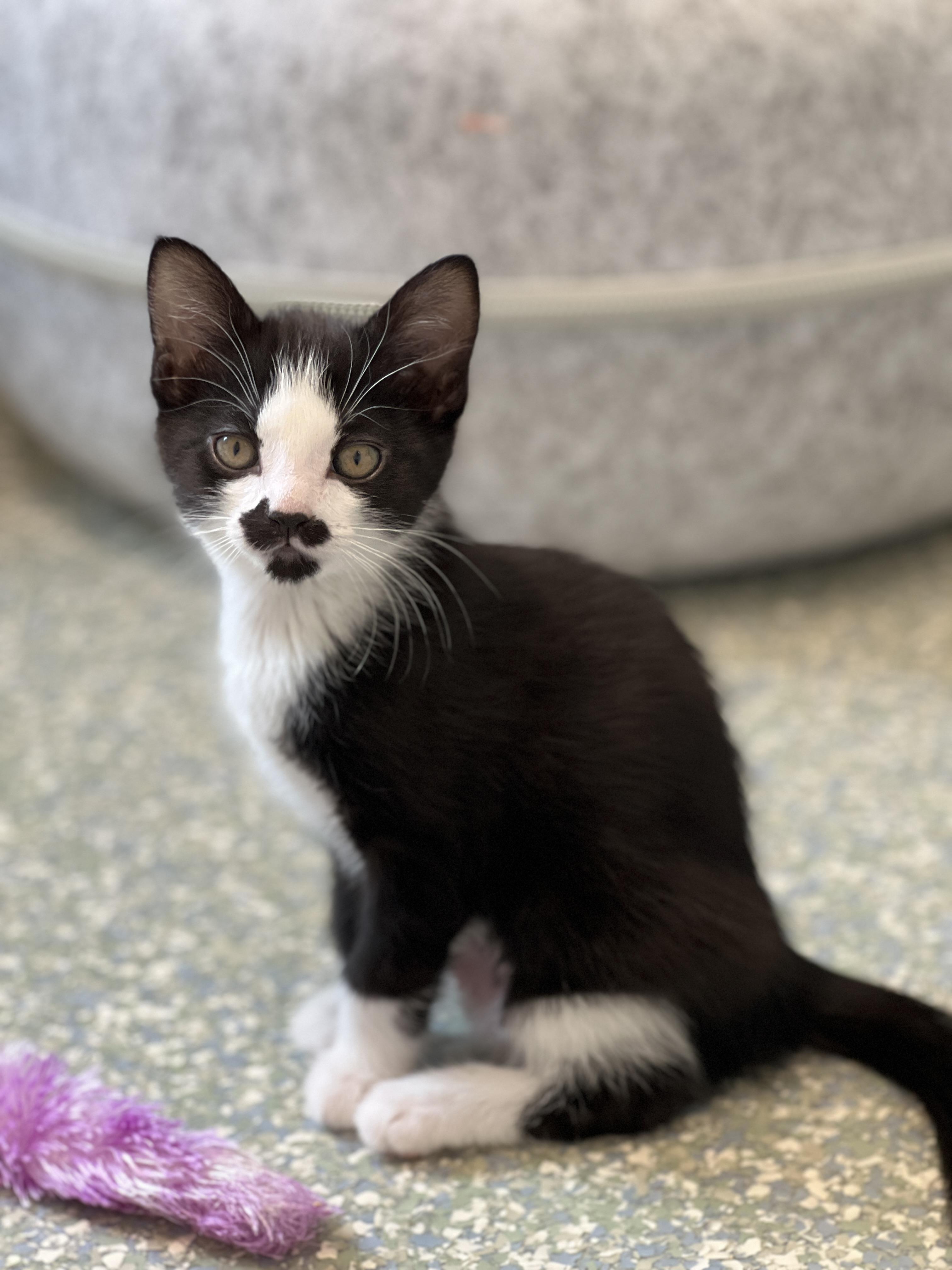 Caramel, ADOPTABLE, Kitten Female Domestic Short Hair.