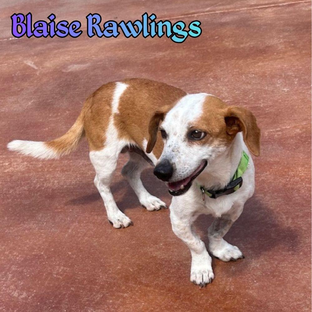 Enlarge Blaise Rawlings, a Adopted mixed breed in San Antonio, TX image 1/3