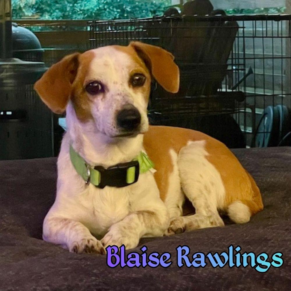 Enlarge Blaise Rawlings, a Adopted mixed breed in San Antonio, TX image 2/3