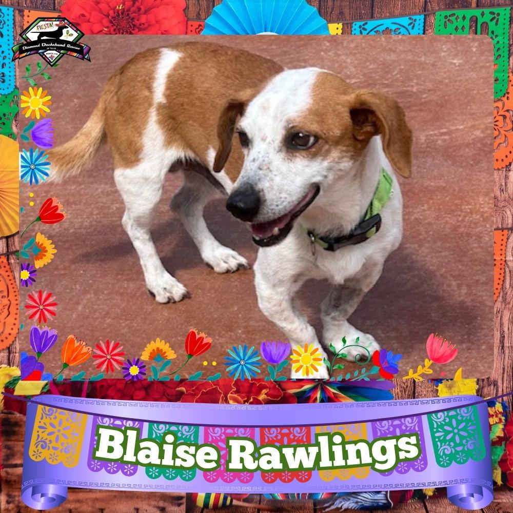 Enlarge Blaise Rawlings, a Adopted mixed breed in San Antonio, TX image 3/3