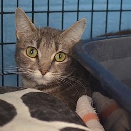 Enlarge Judas Priest at Coffee and the Cats, a Adoptable mixed breed in Rapid City, SD image 1/2