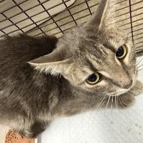 Enlarge Judas Priest at Coffee and the Cats, a Adoptable mixed breed in Rapid City, SD image 2/2
