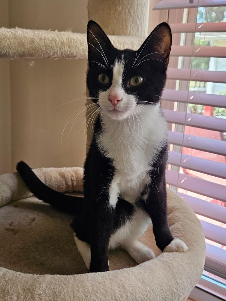 Apollo, Adoptable, Kitten Male Domestic Short Hair.