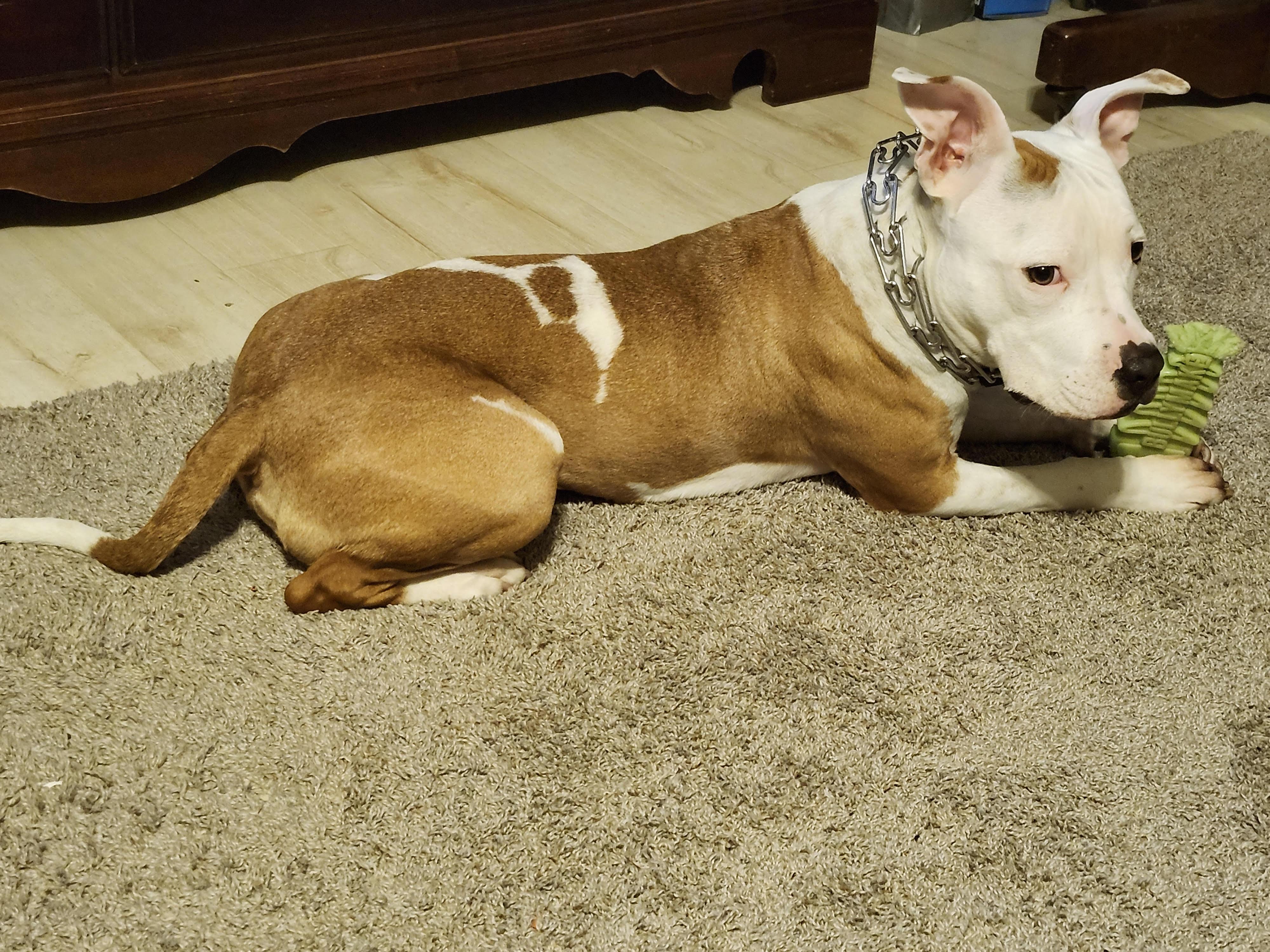 Willow, a Adoptable American Staffordshire Terrier in Cincinnati, OH image 2/3
